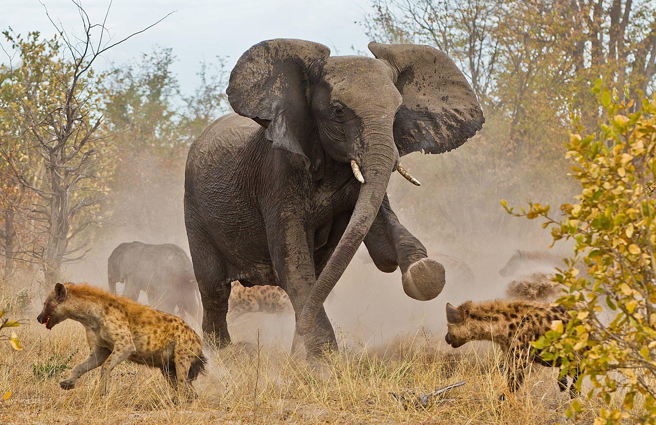 312471 baixar papel de parede animais, elefante da savana, lutar, sobrevivência, elefantes - protetores de tela e imagens gratuitamente
