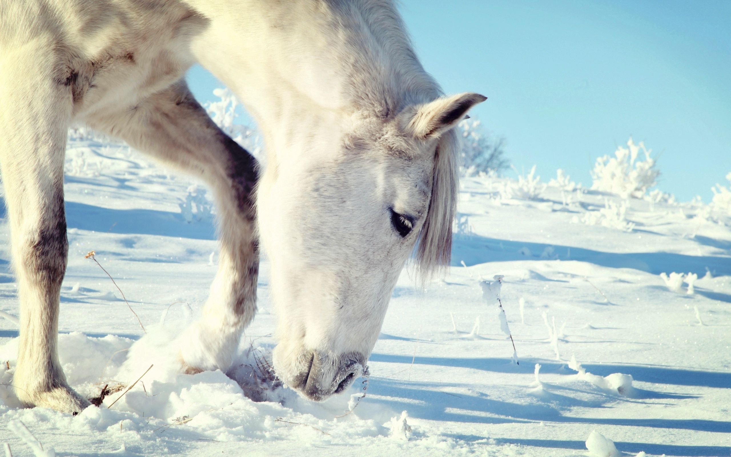 Download mobile wallpaper Head, Snow, Animals, Horse for free.