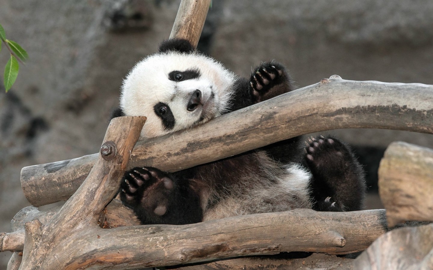 animals, pandas wallpaper for mobile
