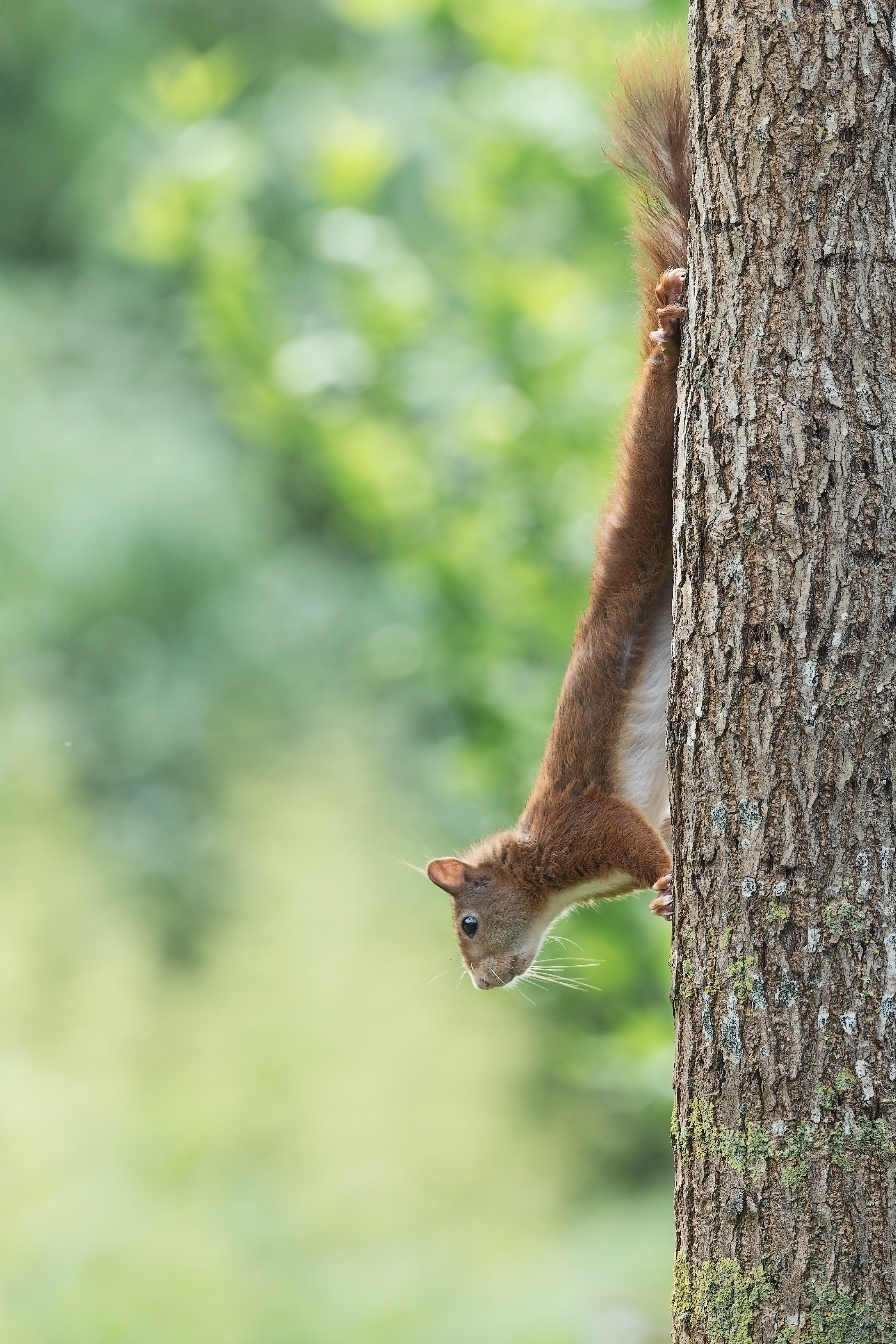 Laden Sie das Holz, Baum, Tiere, Tier, Komisch, Lustig, Eichhörnchen-Bild kostenlos auf Ihren PC-Desktop herunter