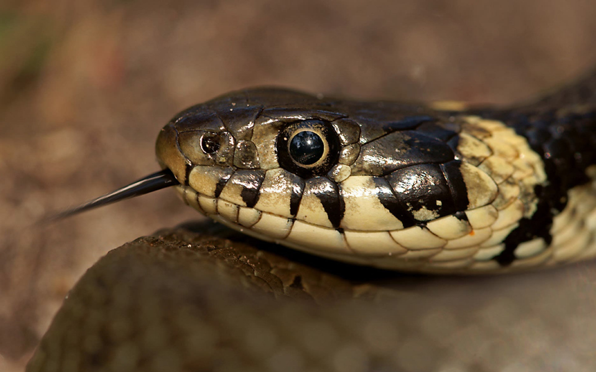 Змея с желтыми пятнами