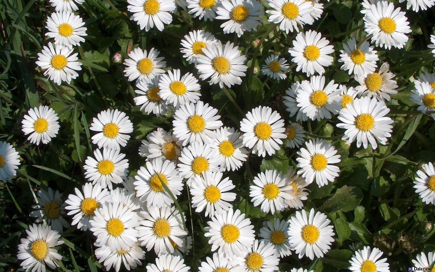Laden Sie das Pflanzen, Kamille, Blumen-Bild kostenlos auf Ihren PC-Desktop herunter