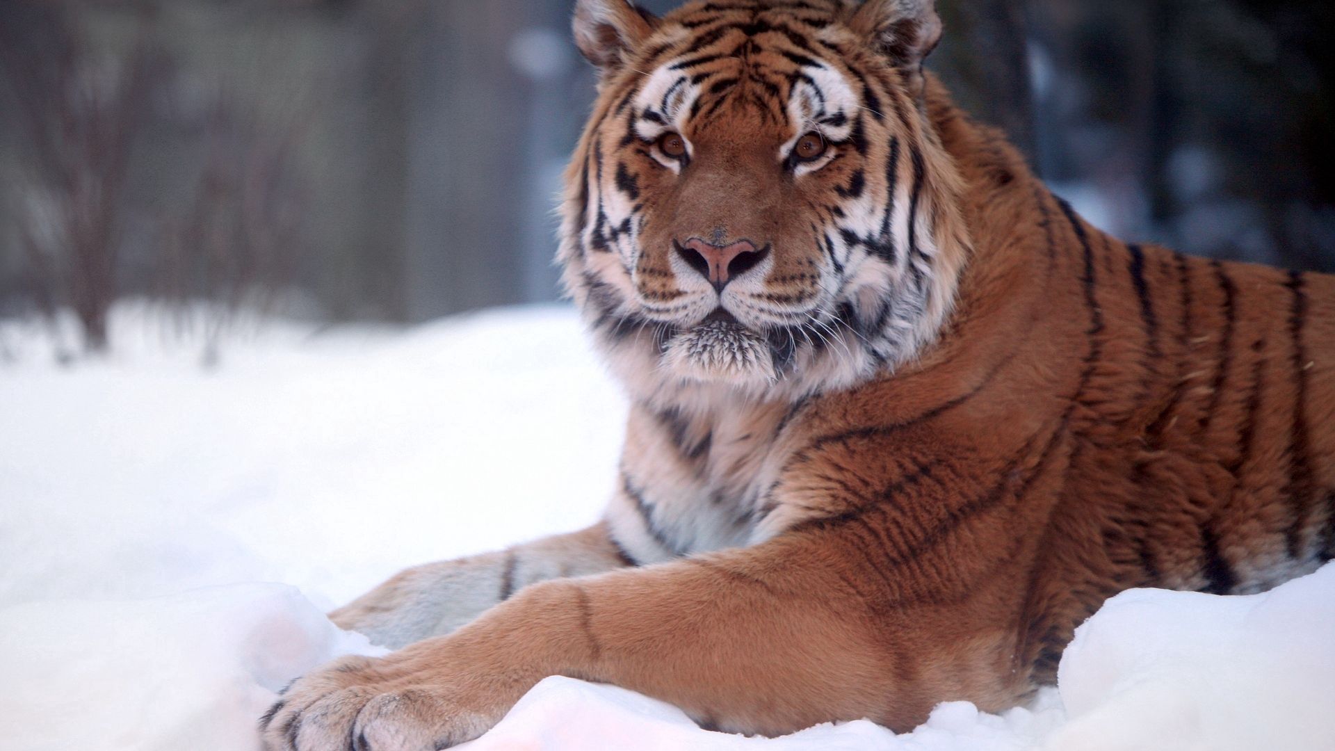 Download mobile wallpaper To Lie Down, Predator, Snow, Lie, Animals, Big Cat, Tiger for free.