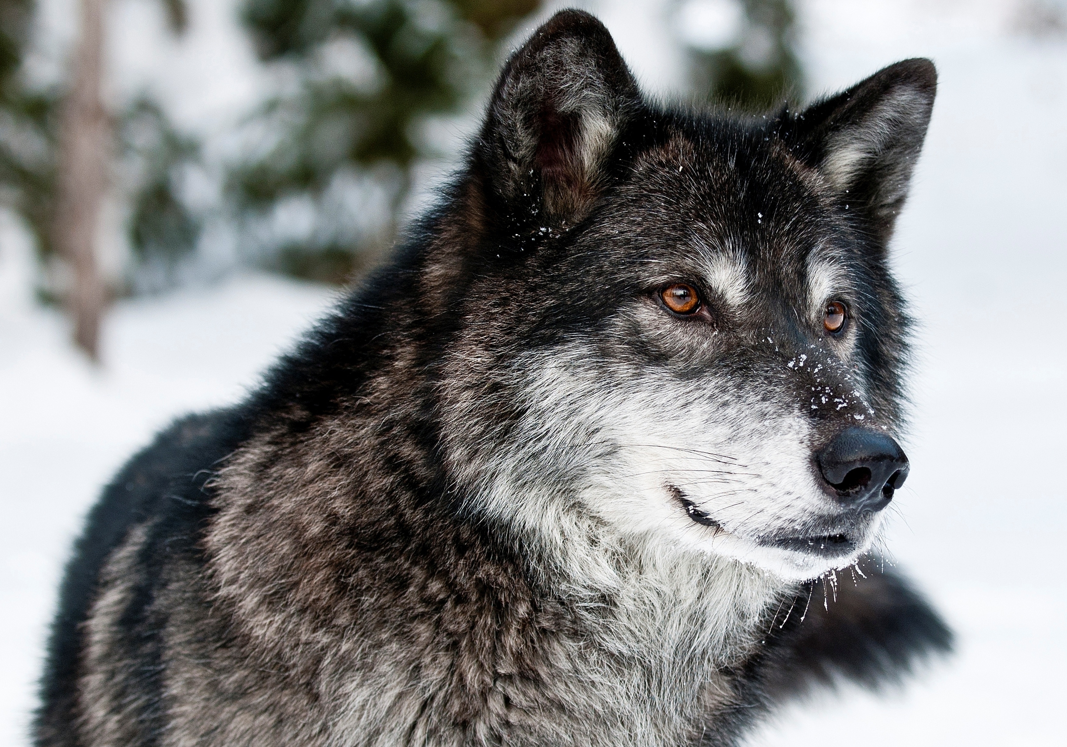 sight, opinion, predator, animals, muzzle, wolf Full HD