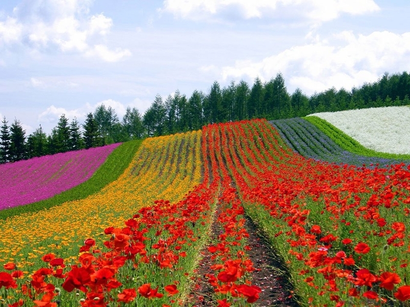 Download mobile wallpaper Landscape, Flowers, Fields for free.