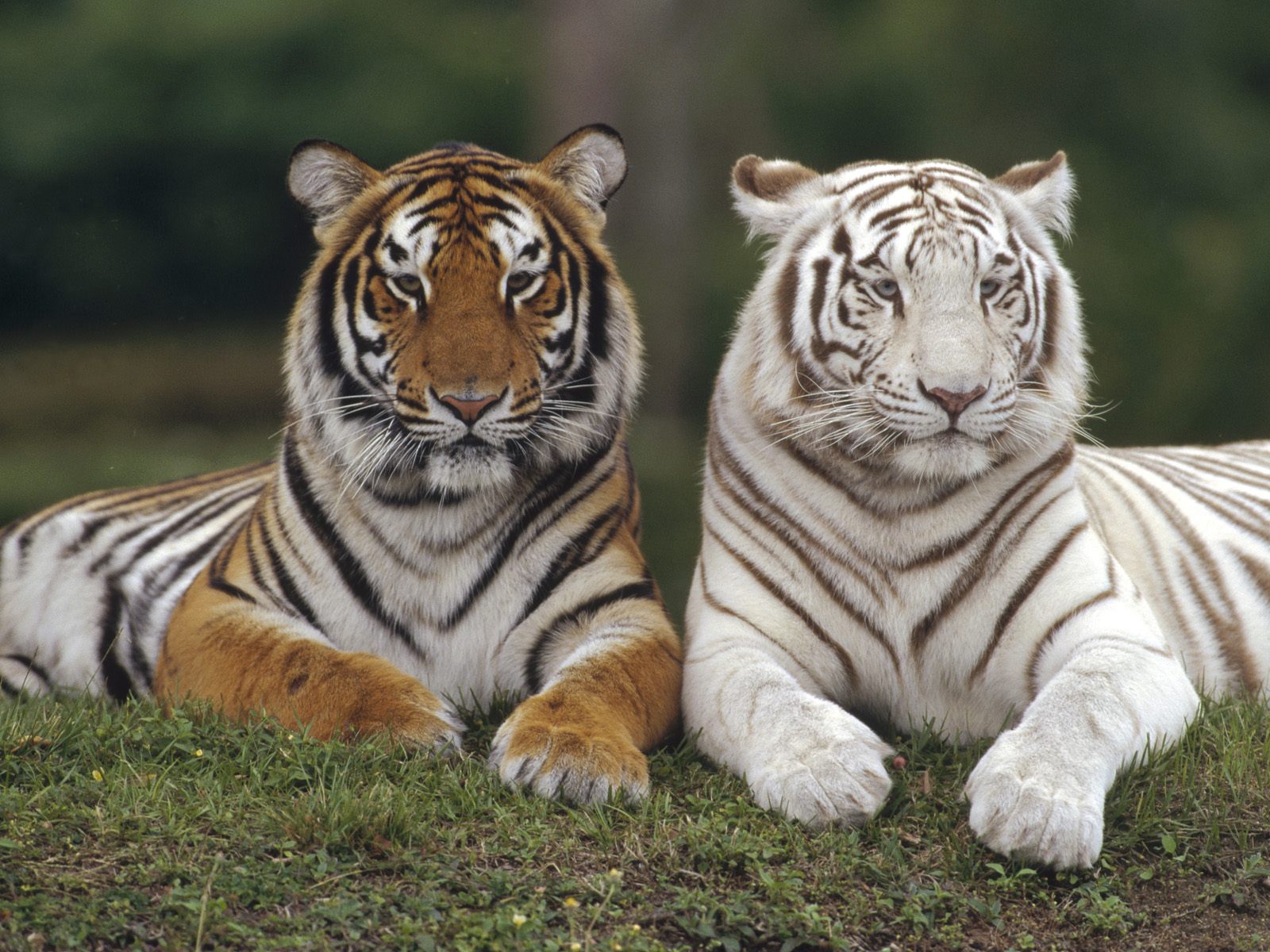 Тигрица и два тигра