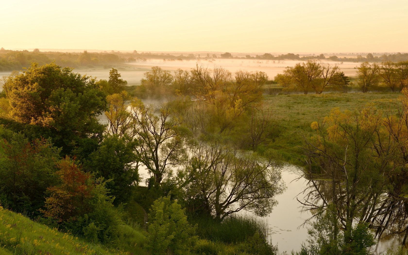 nature, rivers, trees, fog, lowland