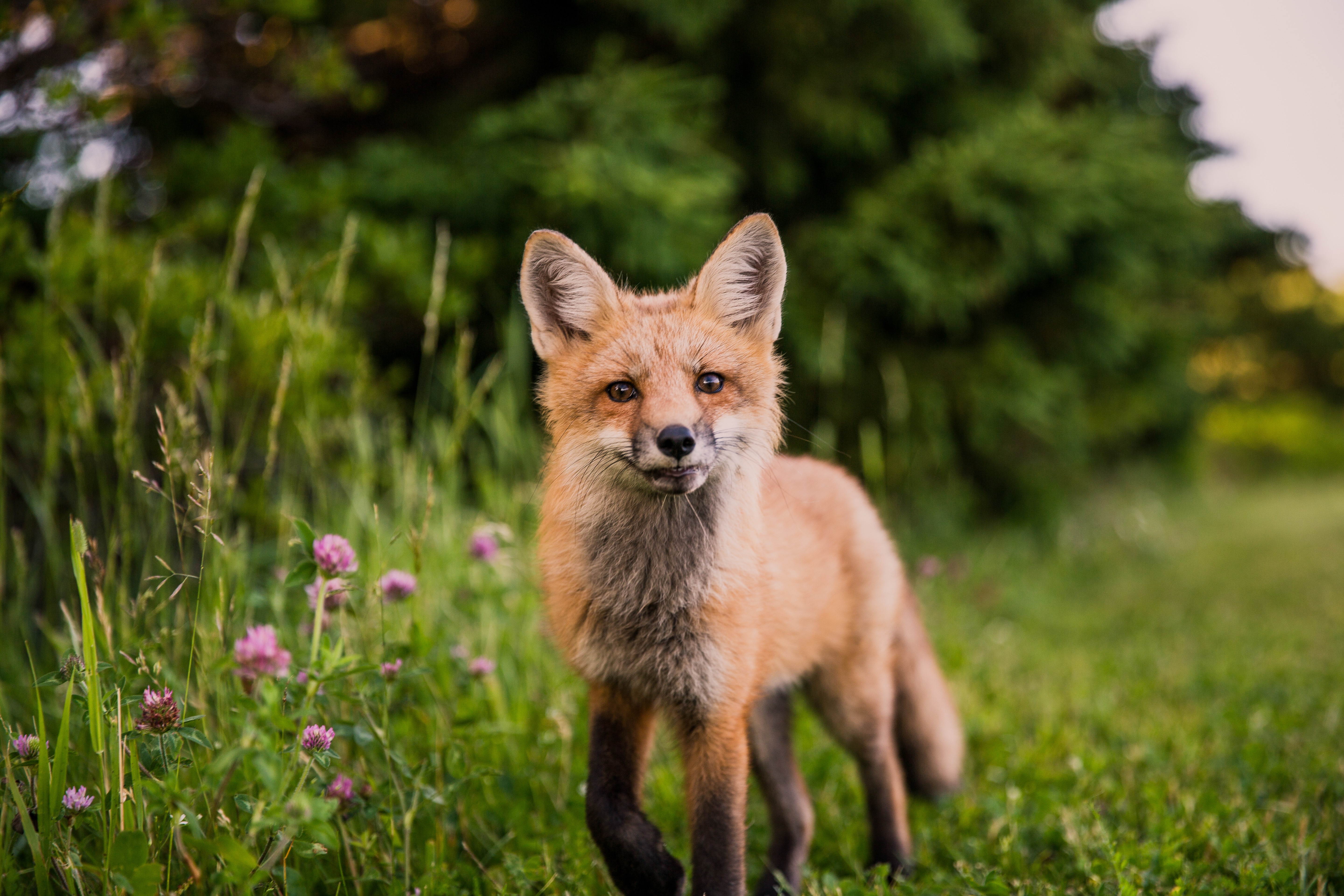Download mobile wallpaper Sight, Opinion, Animals, Grass, Muzzle, Wildlife, Fox for free.