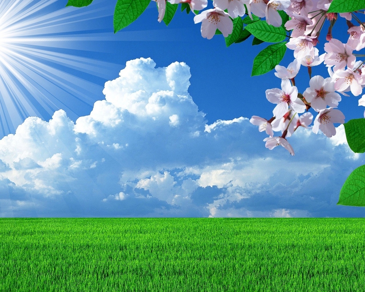 18033 скачать обои небо, цветы, поля, пейзаж, трава, синие, облака - заставки и картинки бесплатно