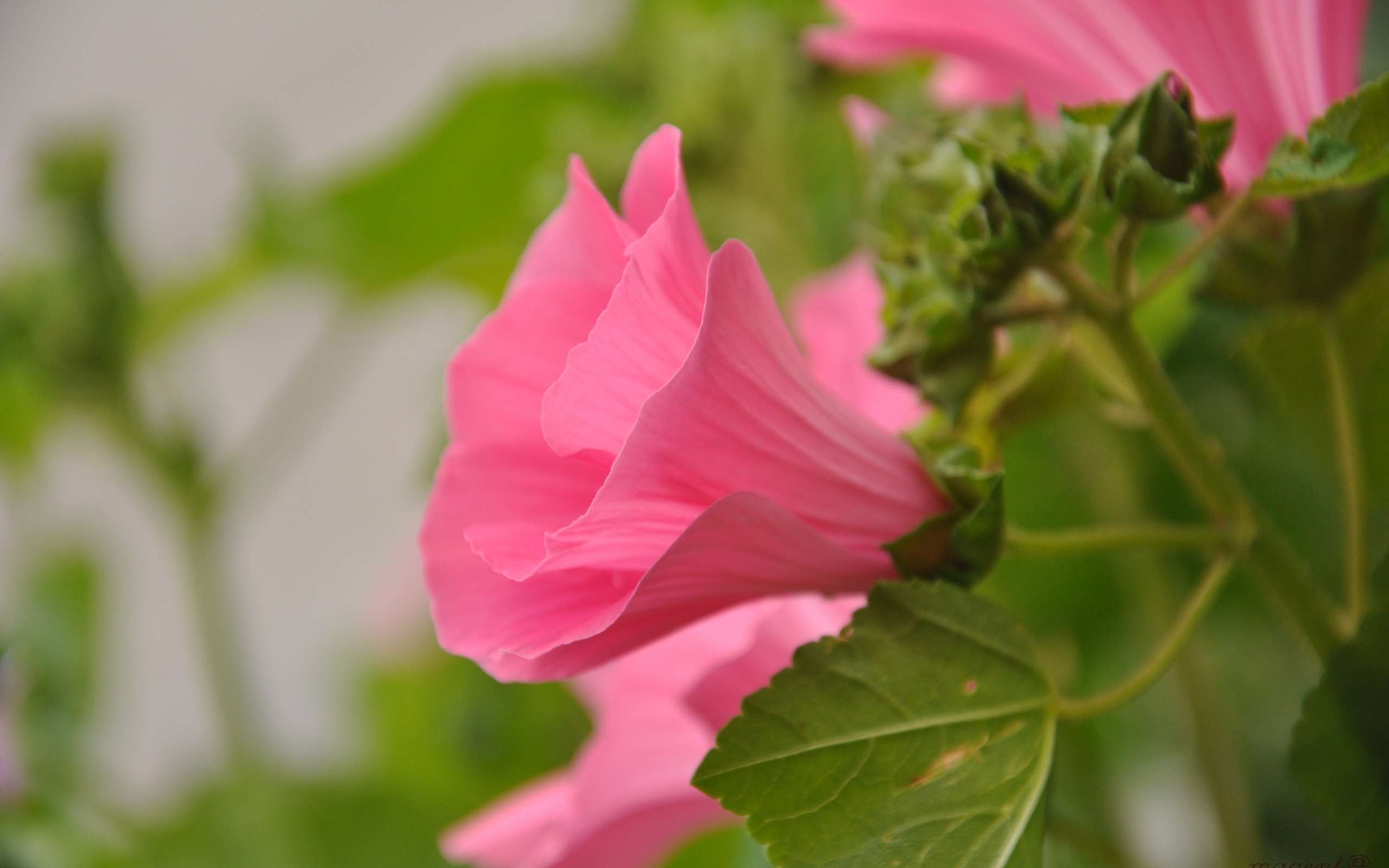 Laden Sie das Pflanzen, Blumen, Bindweed-Bild kostenlos auf Ihren PC-Desktop herunter