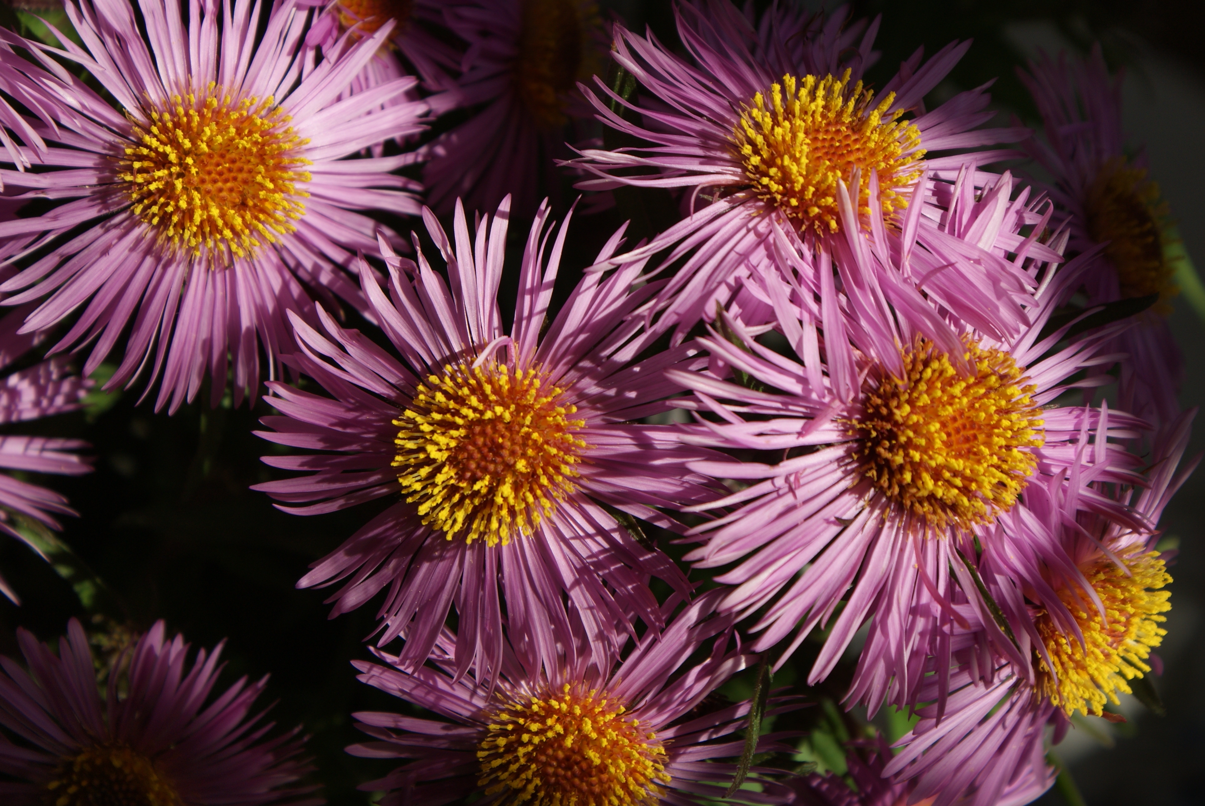 119272 Hintergrundbild herunterladen blumen, blütenblätter, nahaufnahme, nahansicht, pollen - Bildschirmschoner und Bilder kostenlos