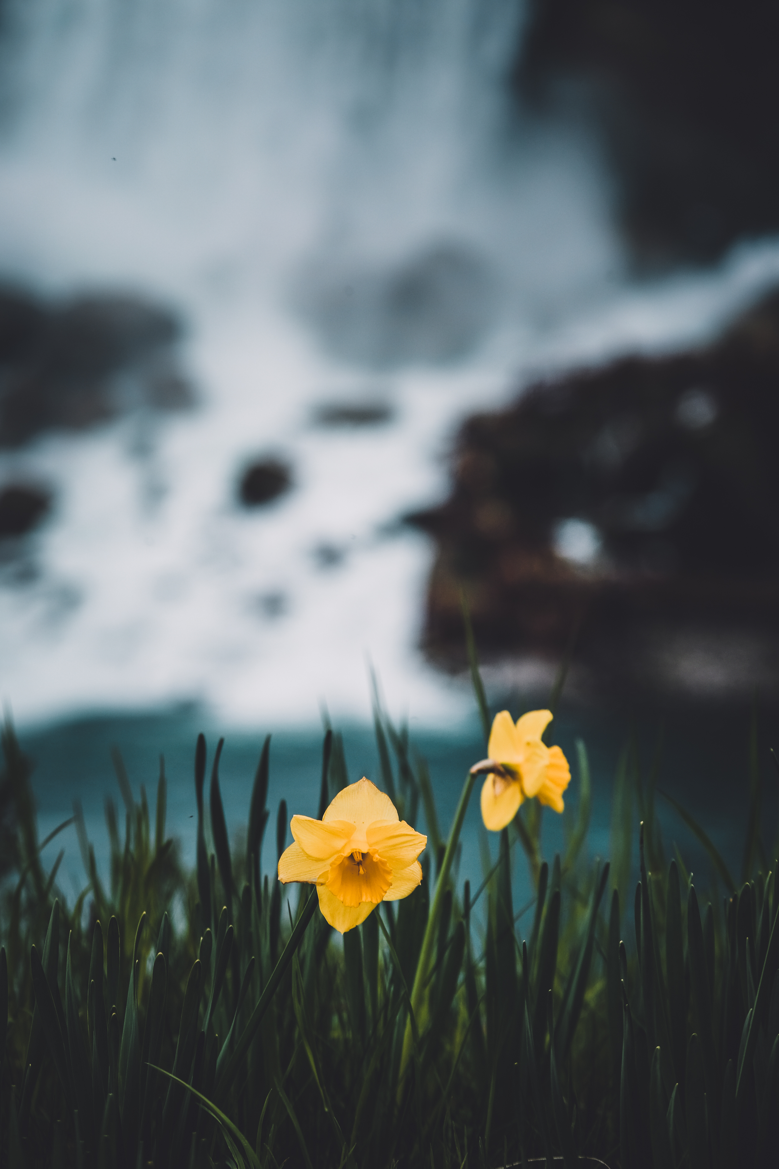 Free download wallpaper Flowers, Grass, Narcissussi, Blur, Smooth on your PC desktop