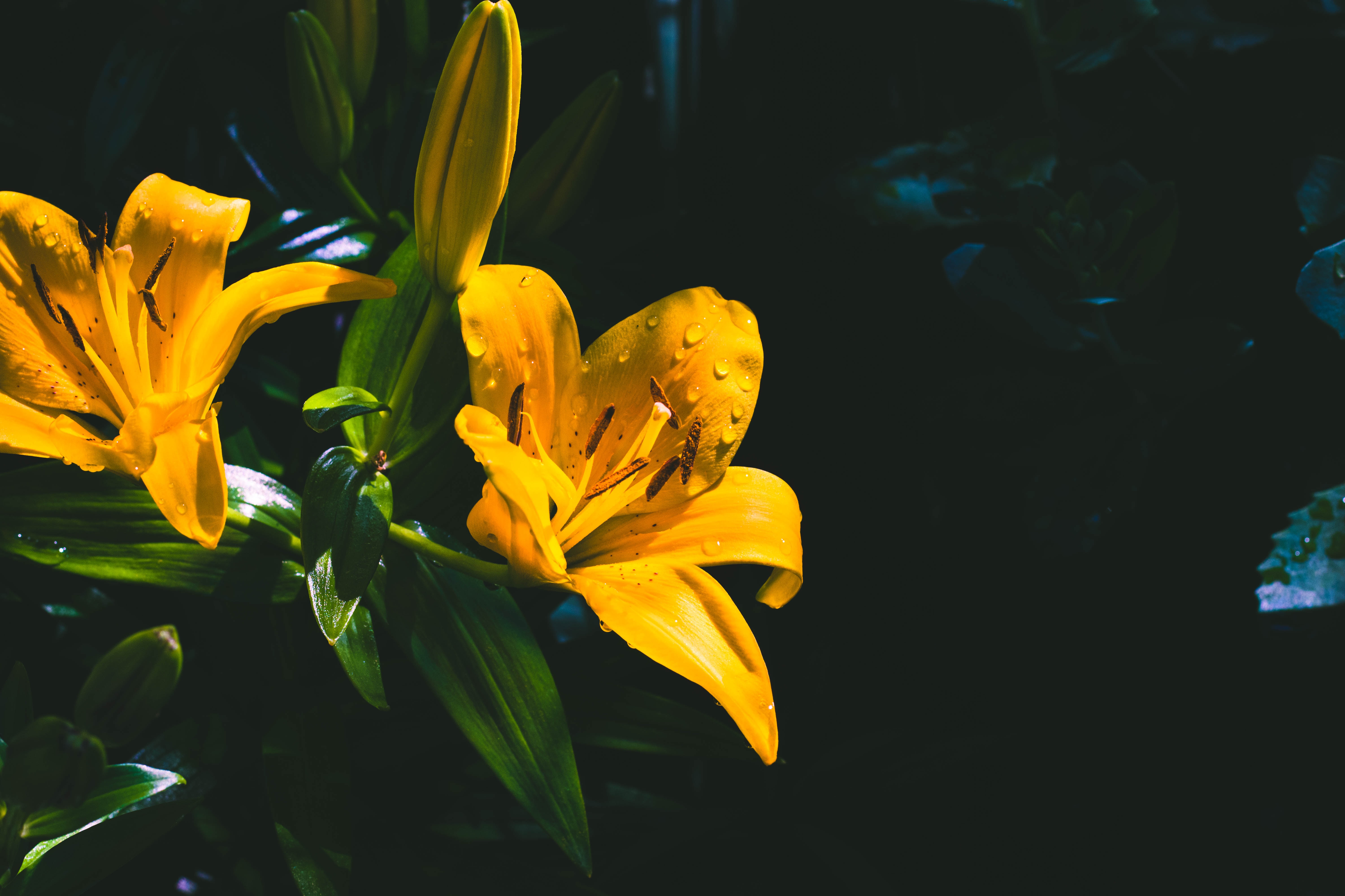 61217 télécharger l'image fleurs, drops, jaune, fleur, mouiller, mouillé, lis, lys - fonds d'écran et économiseurs d'écran gratuits