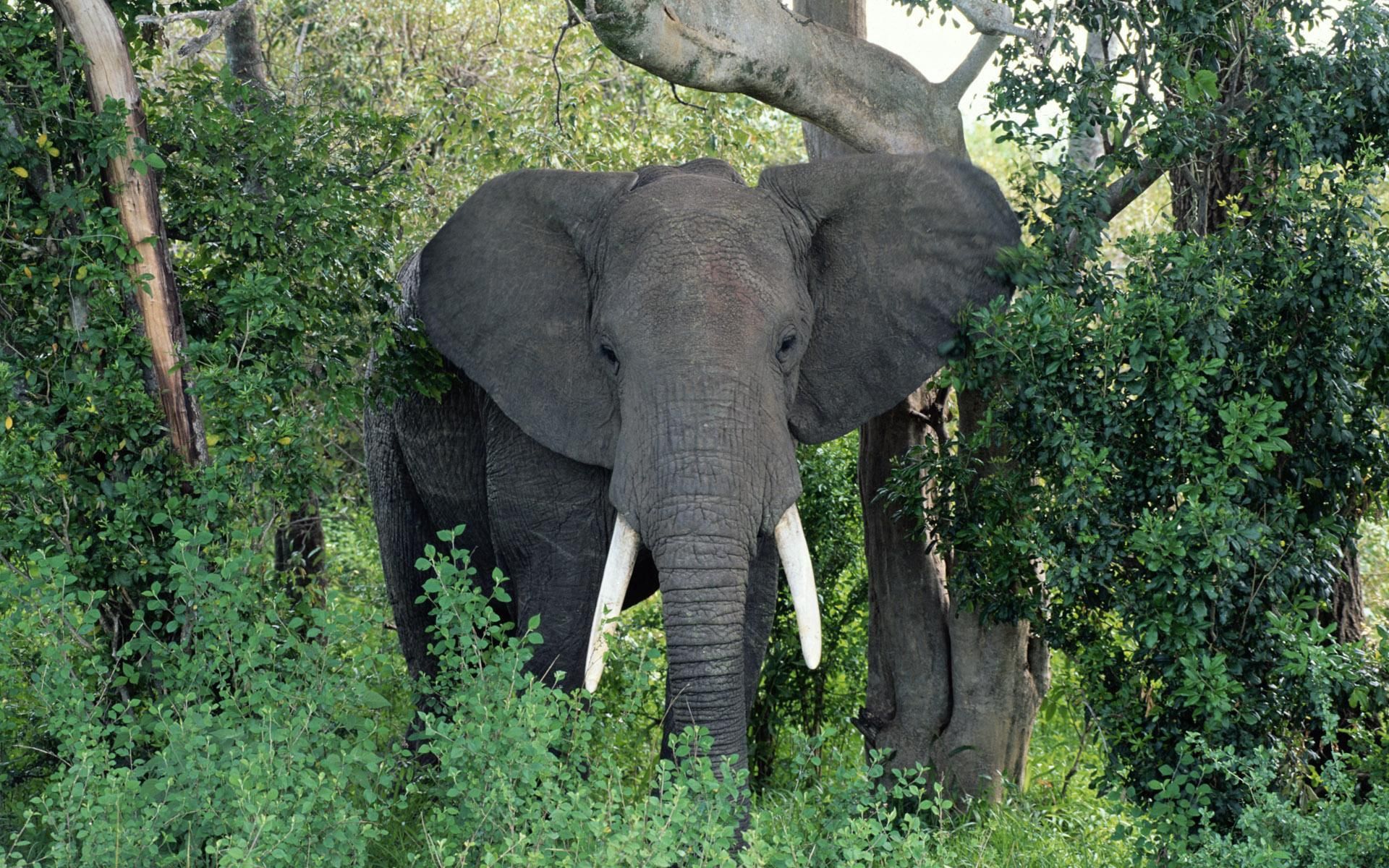 Handy-Wallpaper Spaziergang, Ohren, Bäume, Bummel, Tiere, Grass, Elefanten, Elefant kostenlos herunterladen.