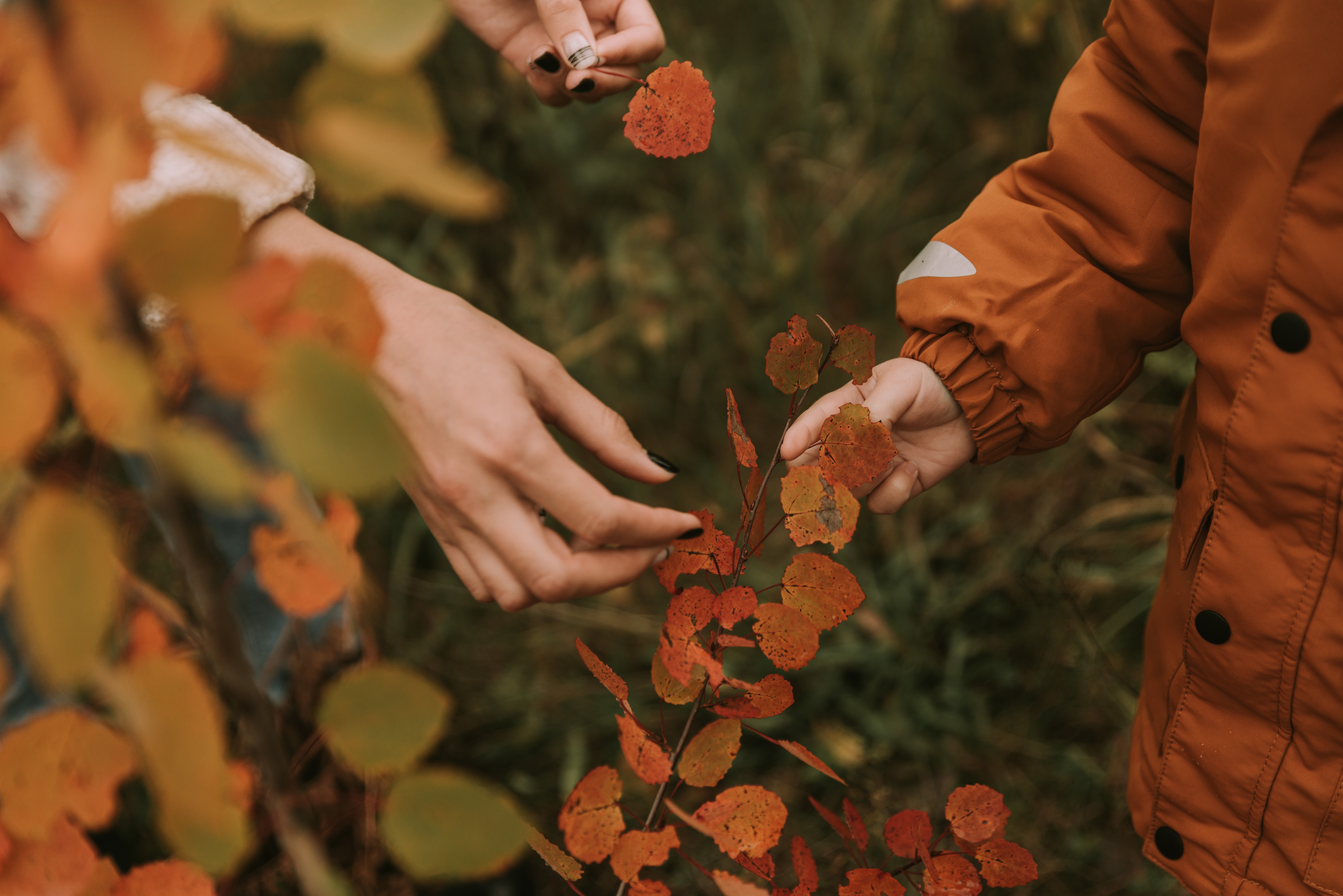 hands, autumn, leaves, miscellanea, miscellaneous, branches, fingers 4K