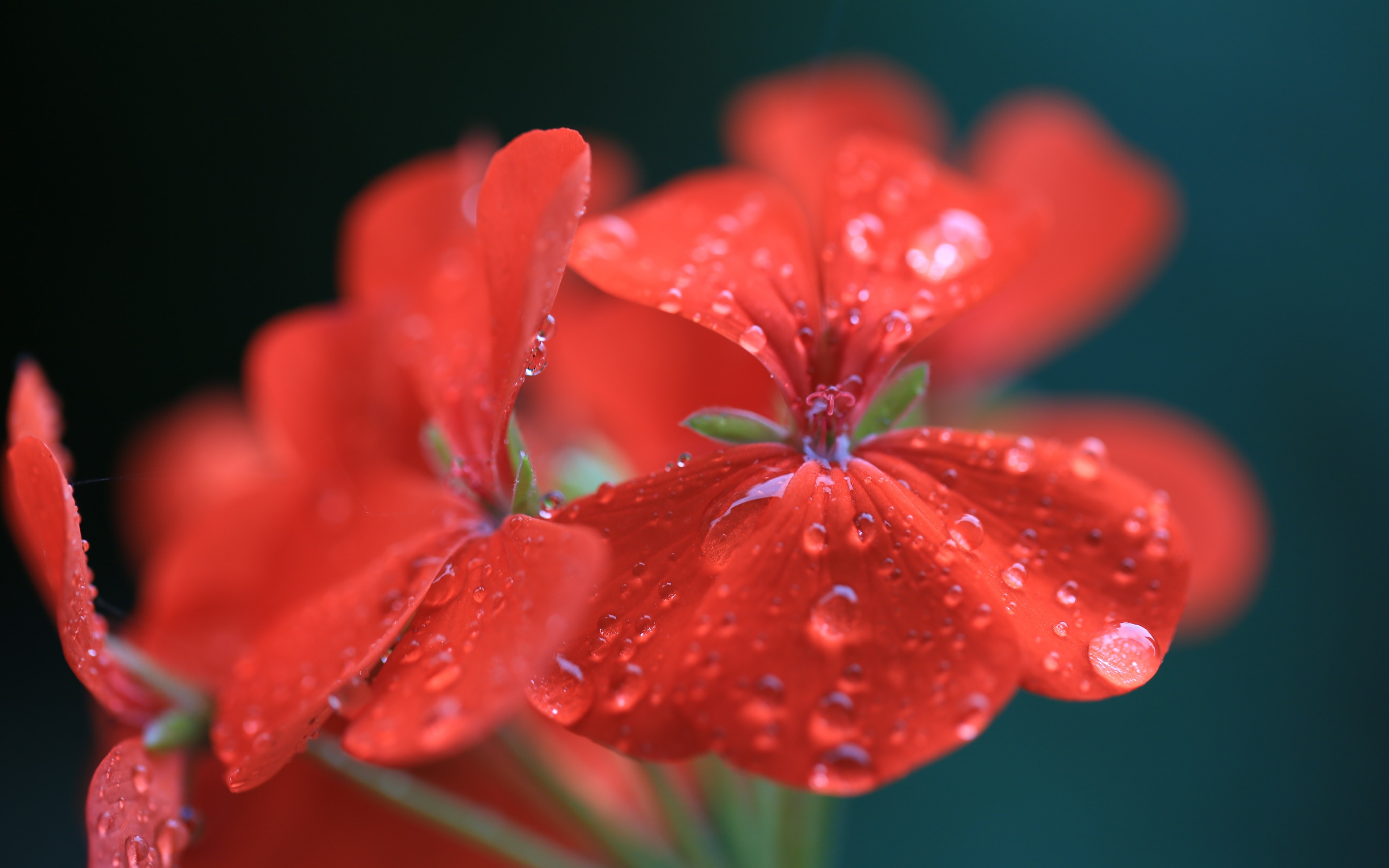 earth, geranium, flower, nature, red flower, water drop, flowers
