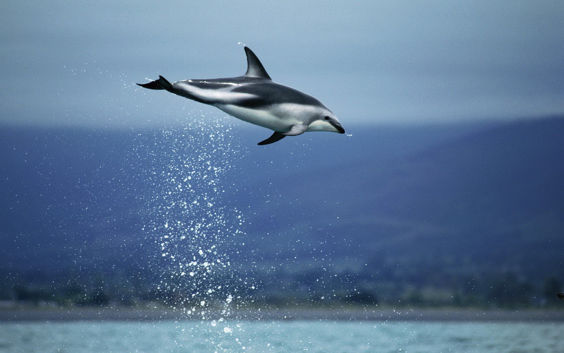 Дельфин белобочка