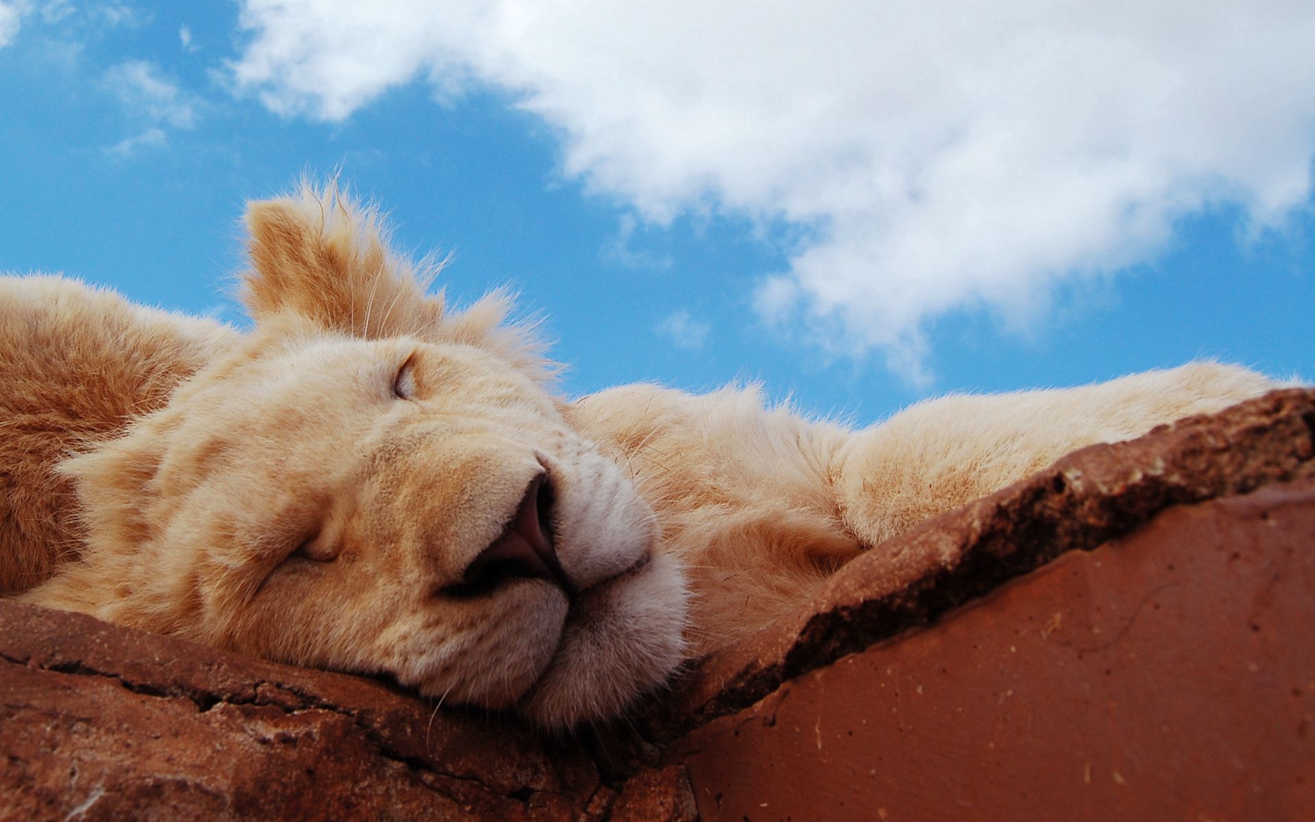 animals, clouds, young, muzzle, lion, sleep, dream, joey, lion cub