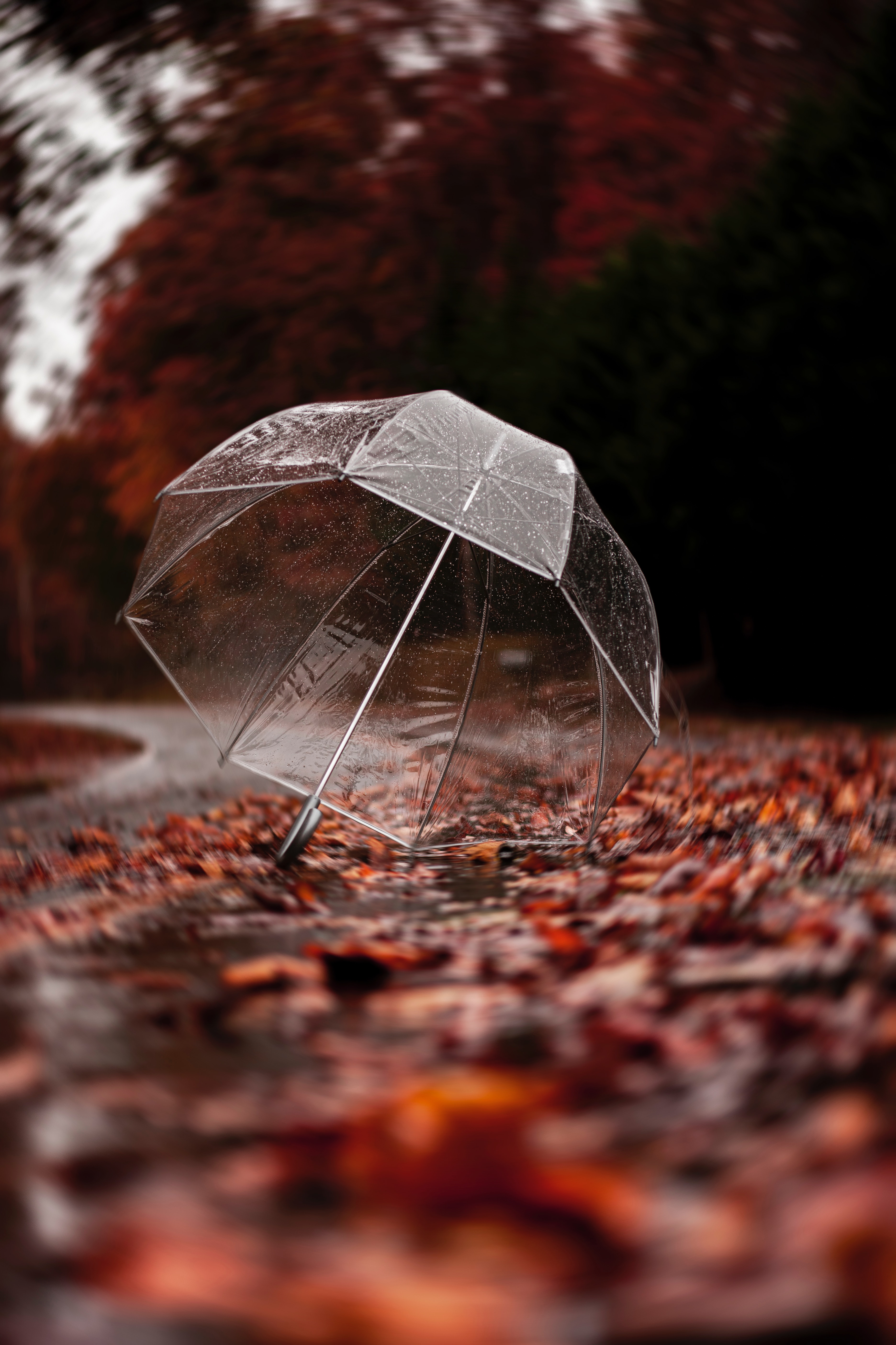 rain, umbrella, autumn, miscellanea, miscellaneous, foliage HD wallpaper