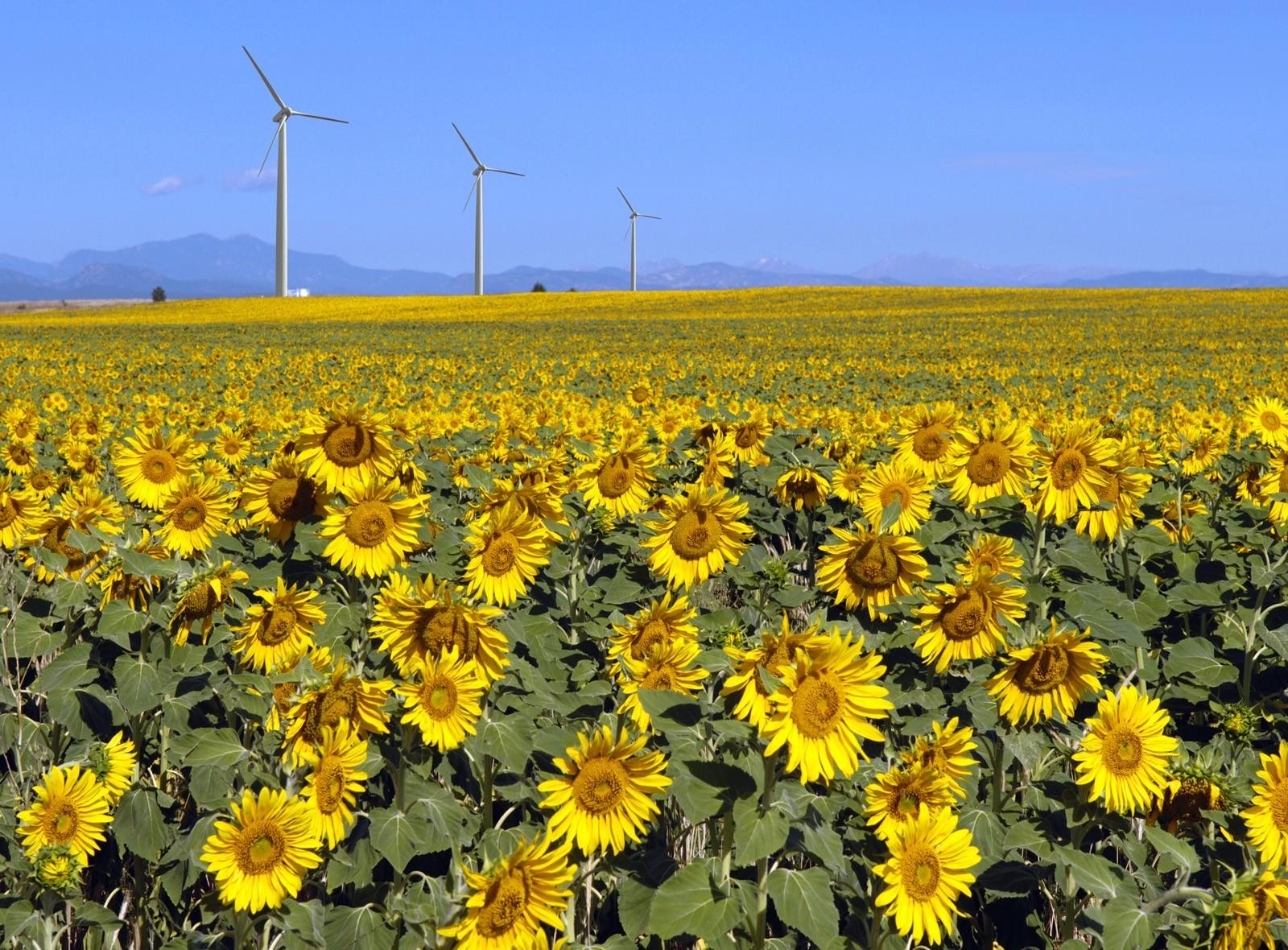 field, flowers, sunflowers, summer, sunny Smartphone Background