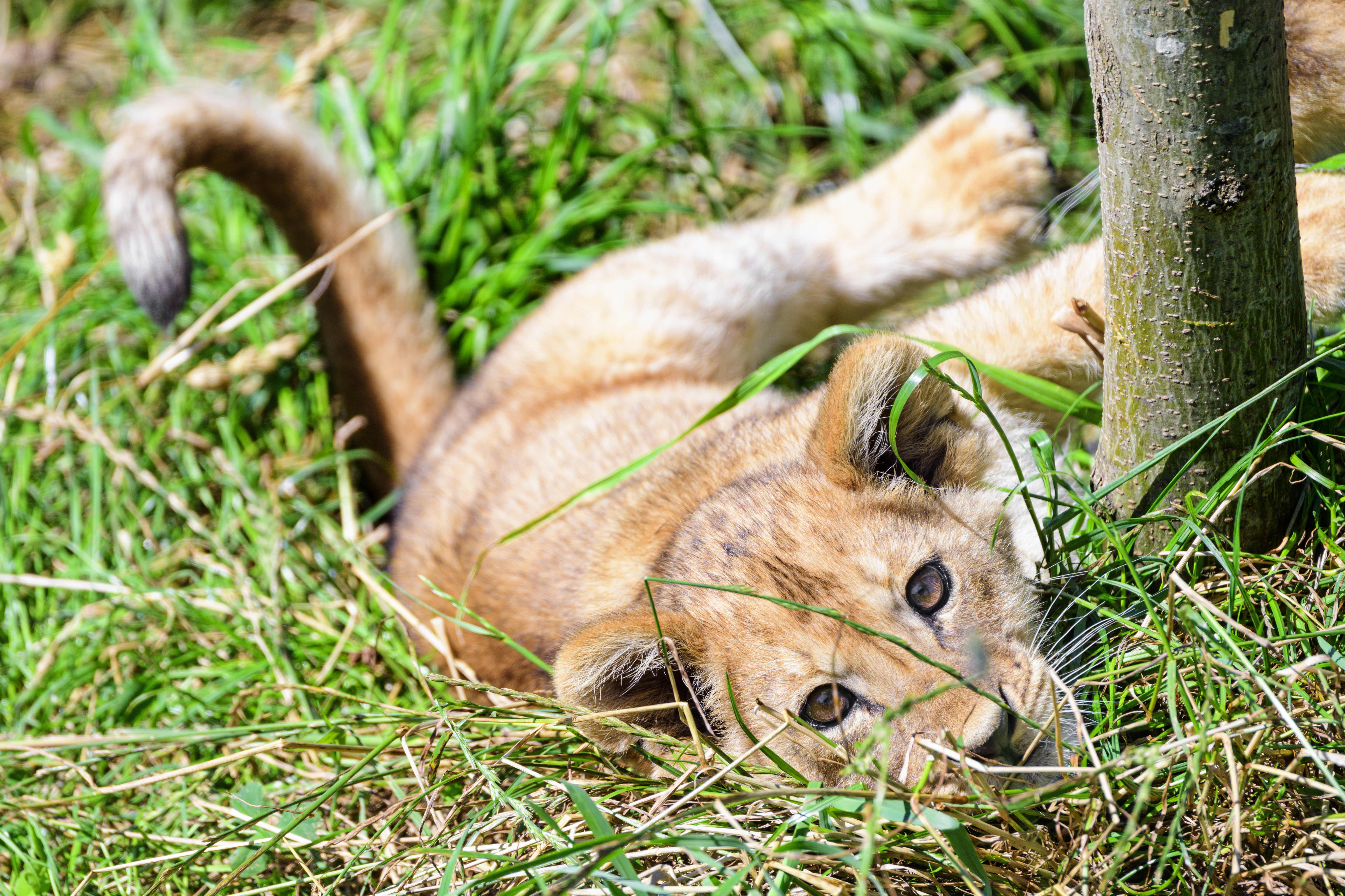 grass, animals, young, lion, nice, sweetheart, joey, lion cub Desktop Wallpaper