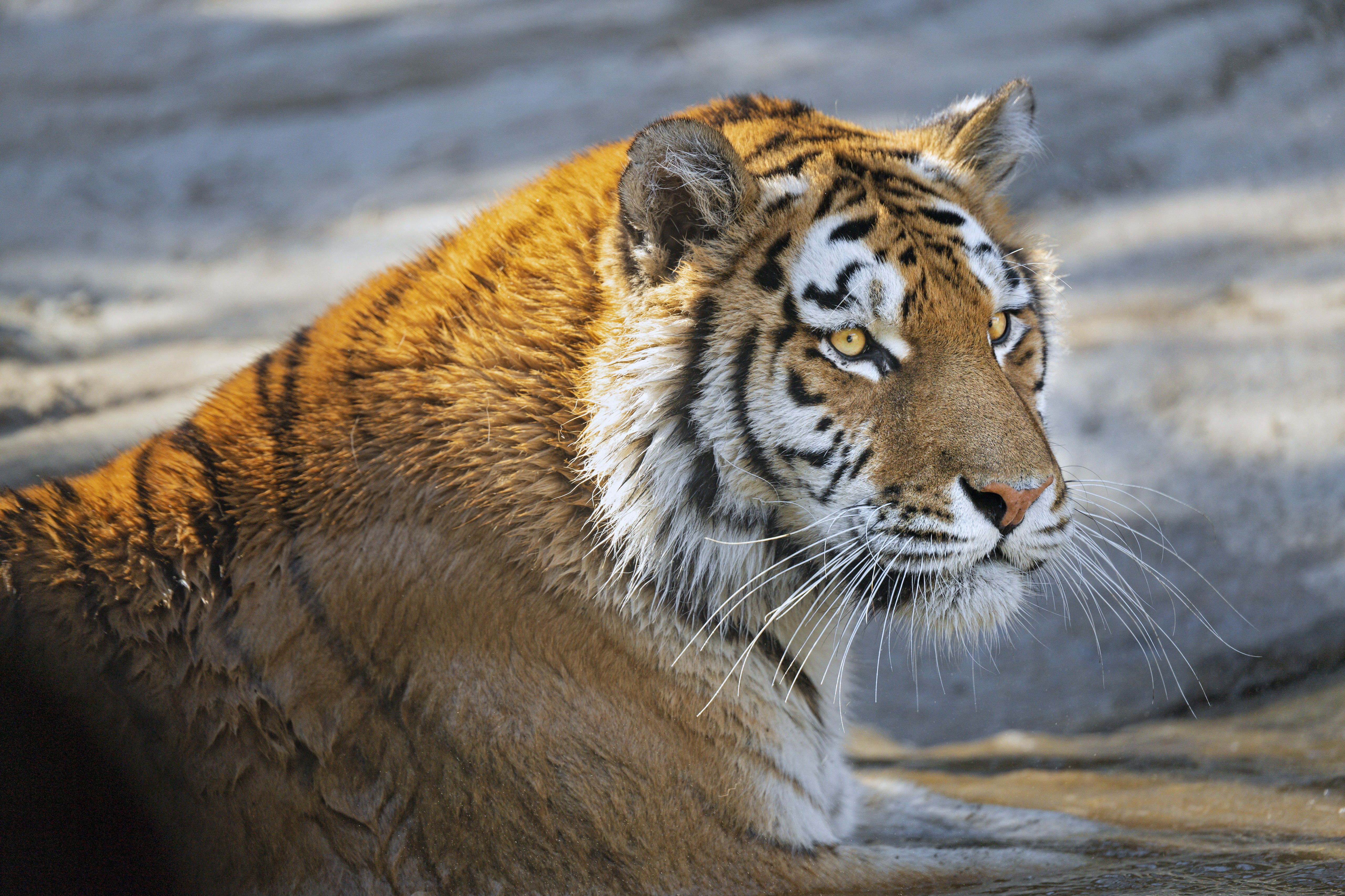 Download mobile wallpaper Muzzle, Opinion, Sight, Predator, Animals, Big Cat, Tiger for free.
