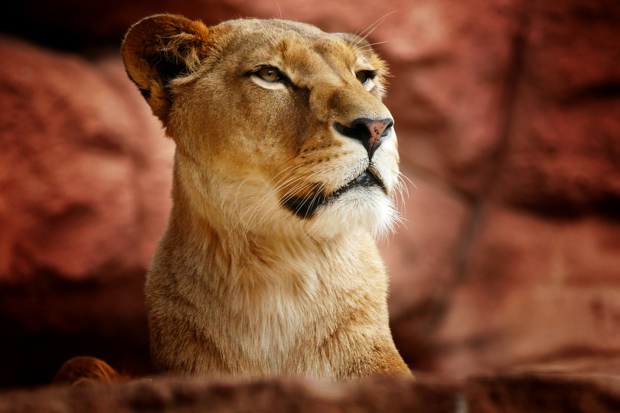 389956 télécharger l'image animaux, lion, lionne, museau, chats - fonds d'écran et économiseurs d'écran gratuits