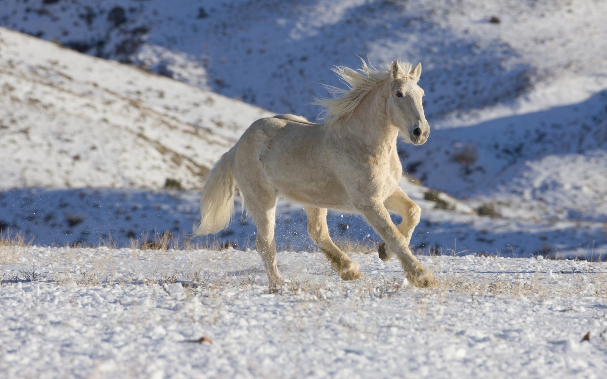 Год лошади животных. Фото на рабочий стол лошади. Белый конь. Лошади в снегу. Снежный конь.