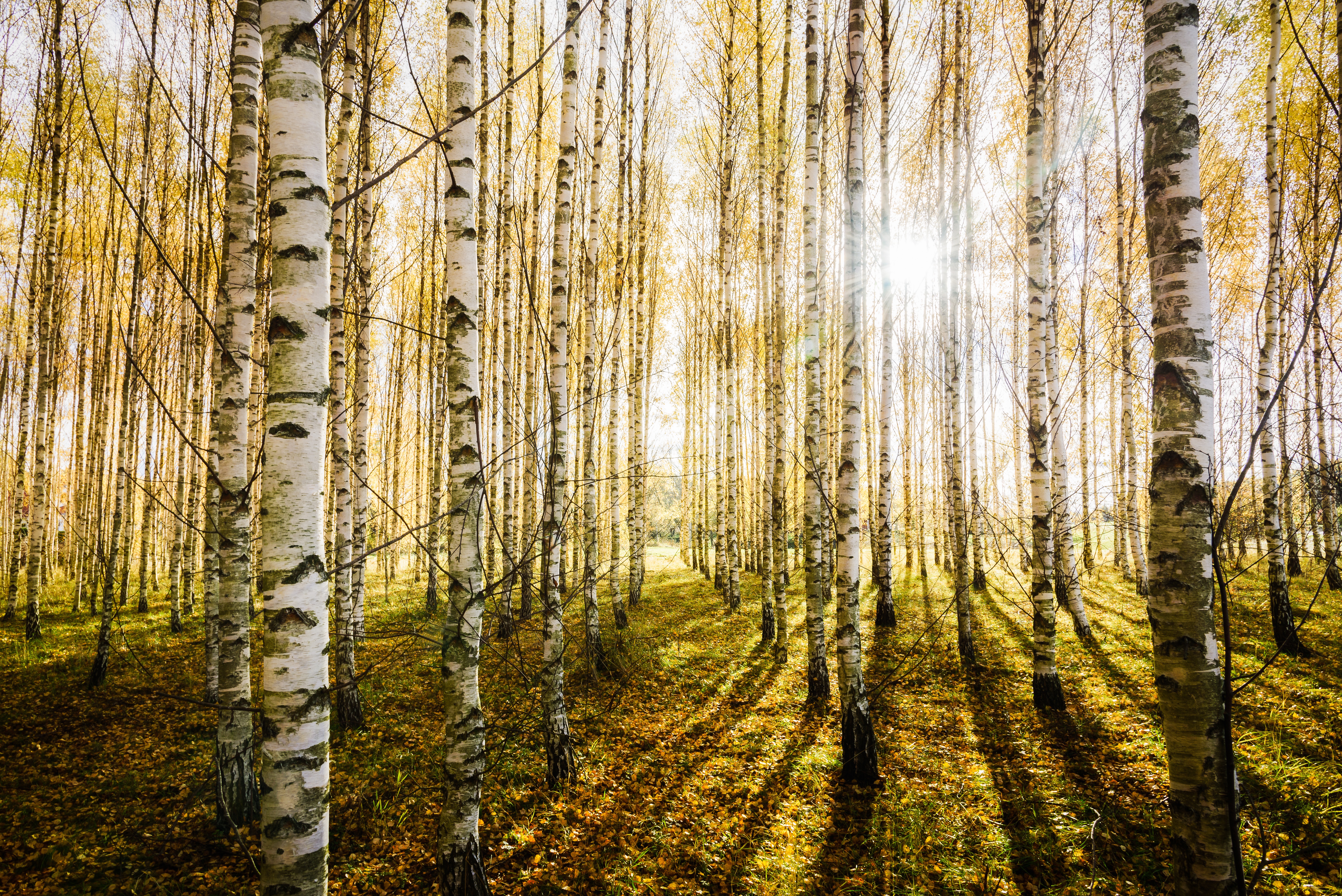 earth, birch, forest, nature, sunbeam 4K Ultra