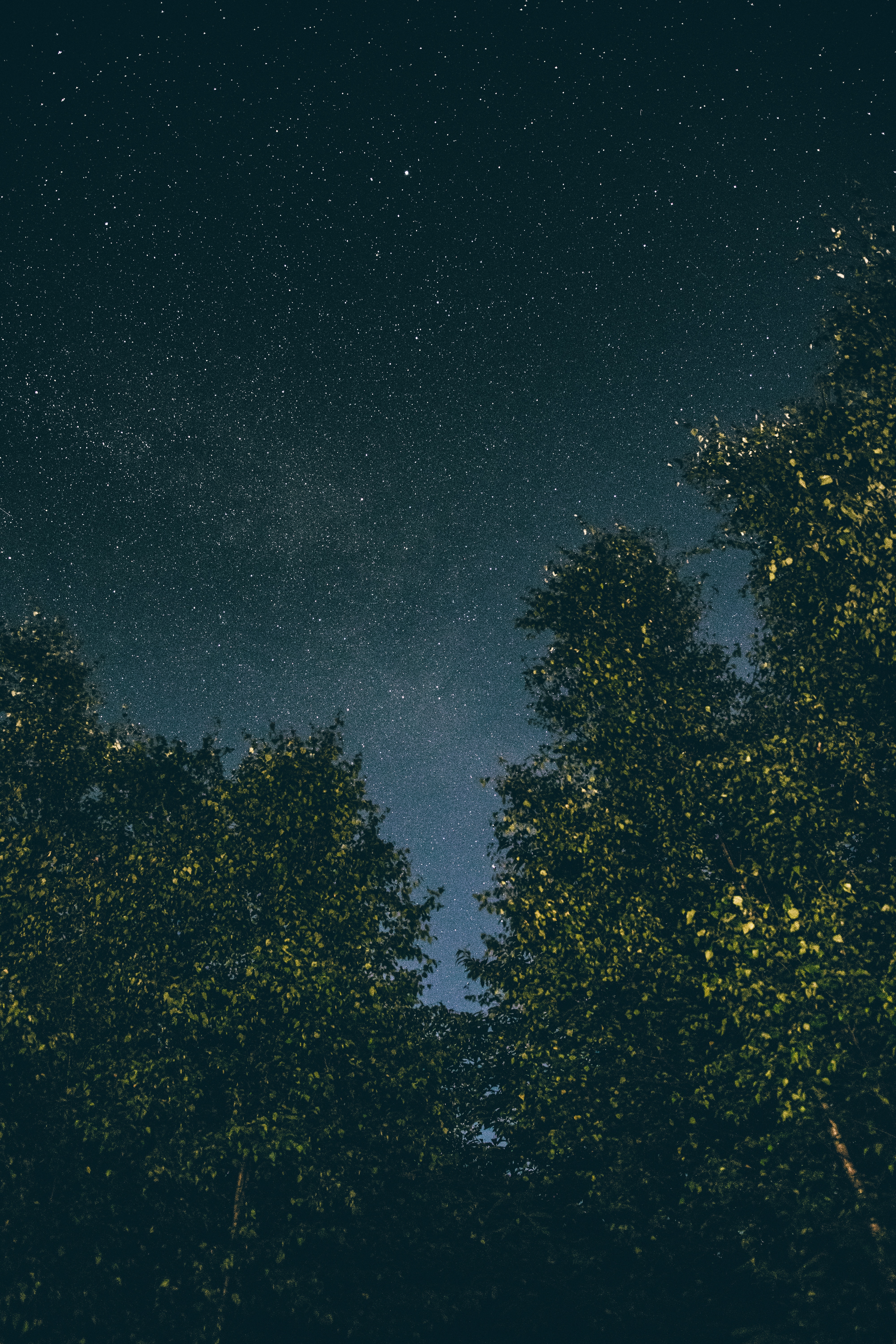 Скачать картинку Ночь, Природа, Деревья, Звезды, Звездное Небо в телефон бесплатно.