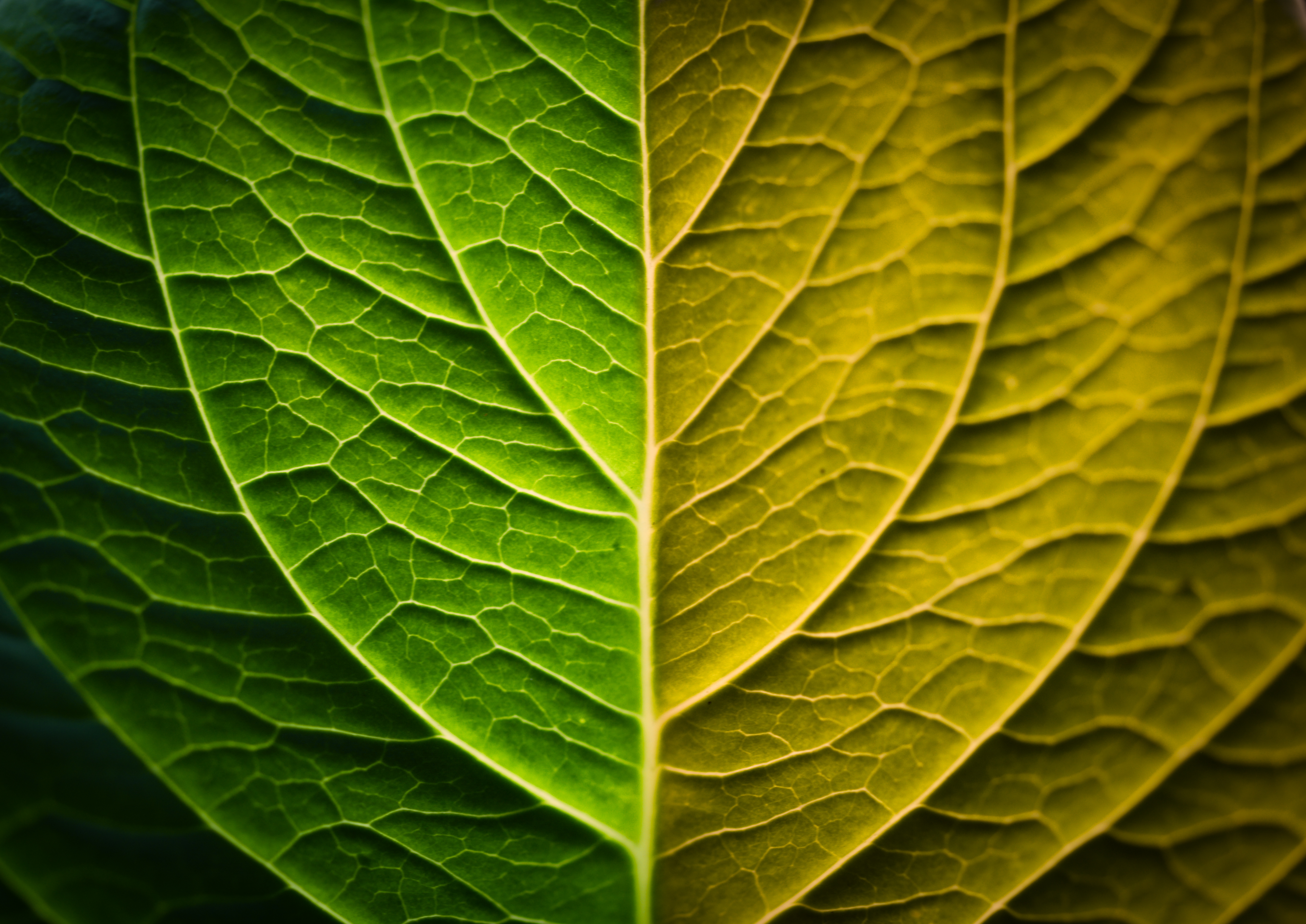 Макро Зелёные Листья