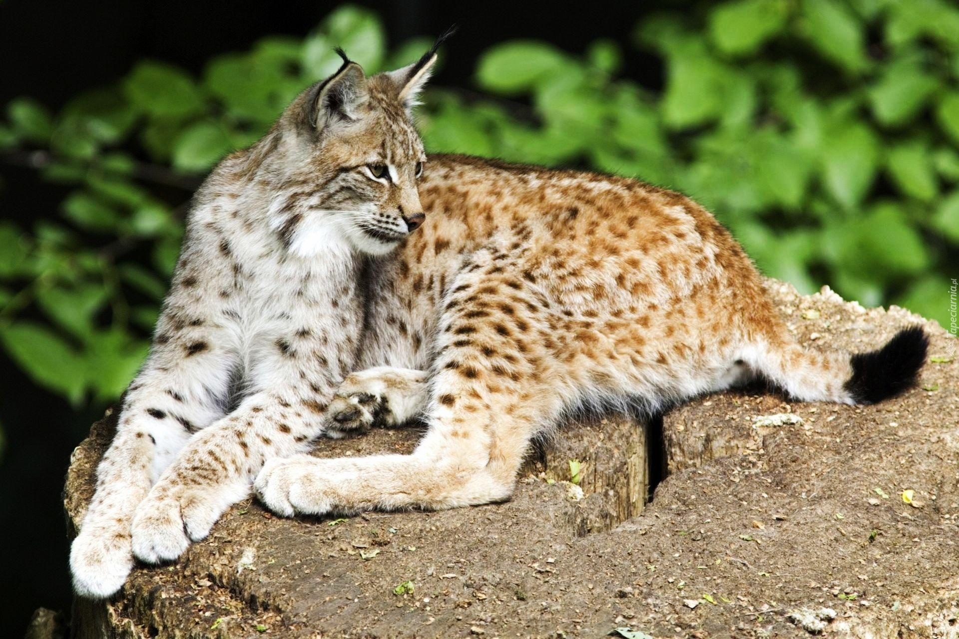 Bobcat животное фото