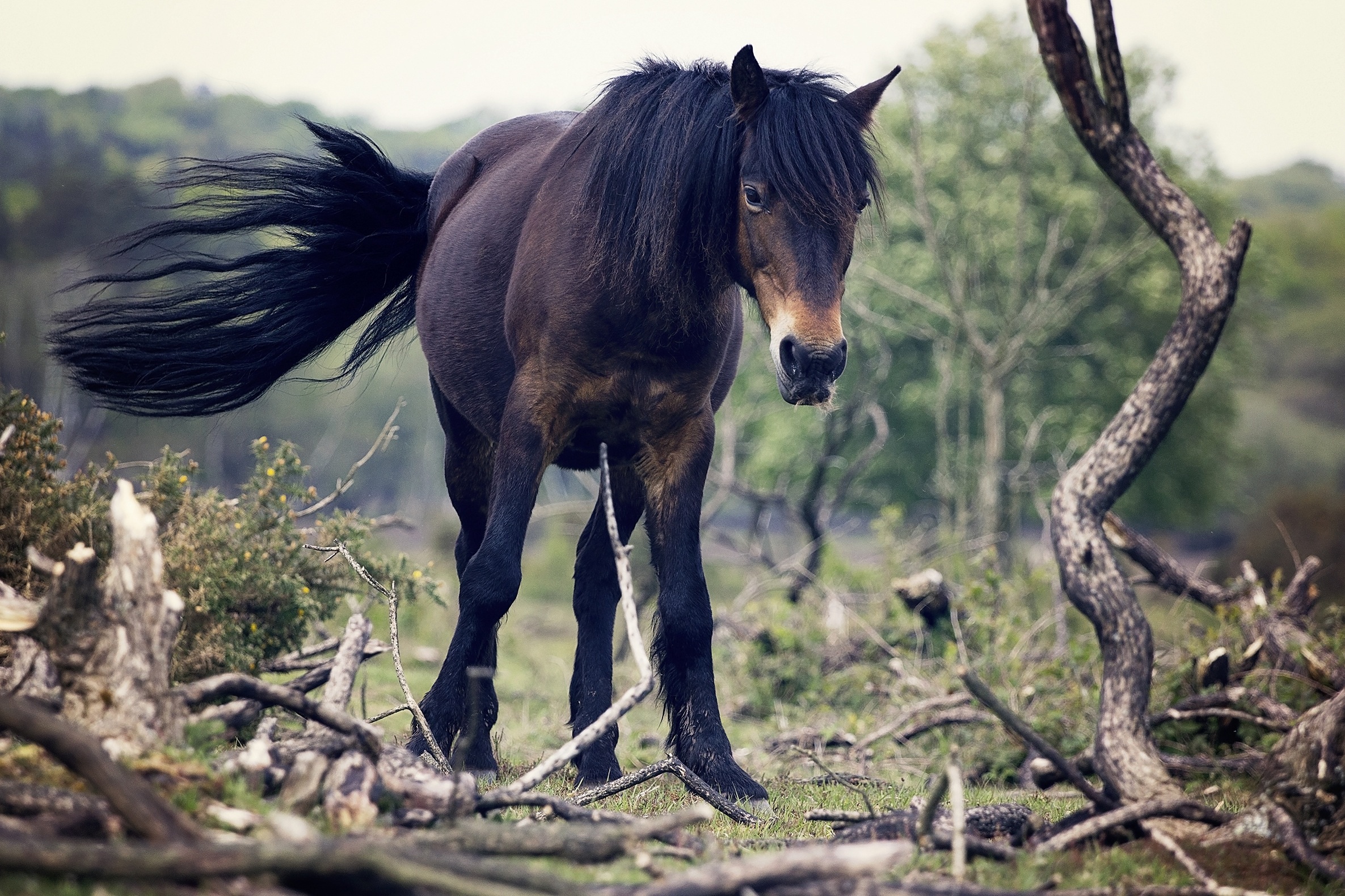 Download mobile wallpaper Tail, Wind, Animals, Trees, Horse for free.