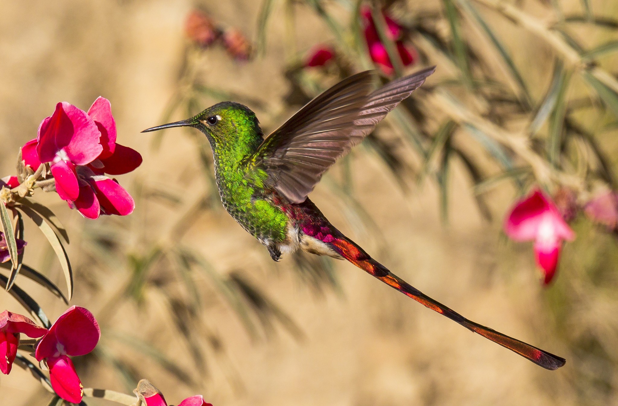 Download mobile wallpaper Hummingbird, Flight, Birds, Flower, Animal, Wings for free.