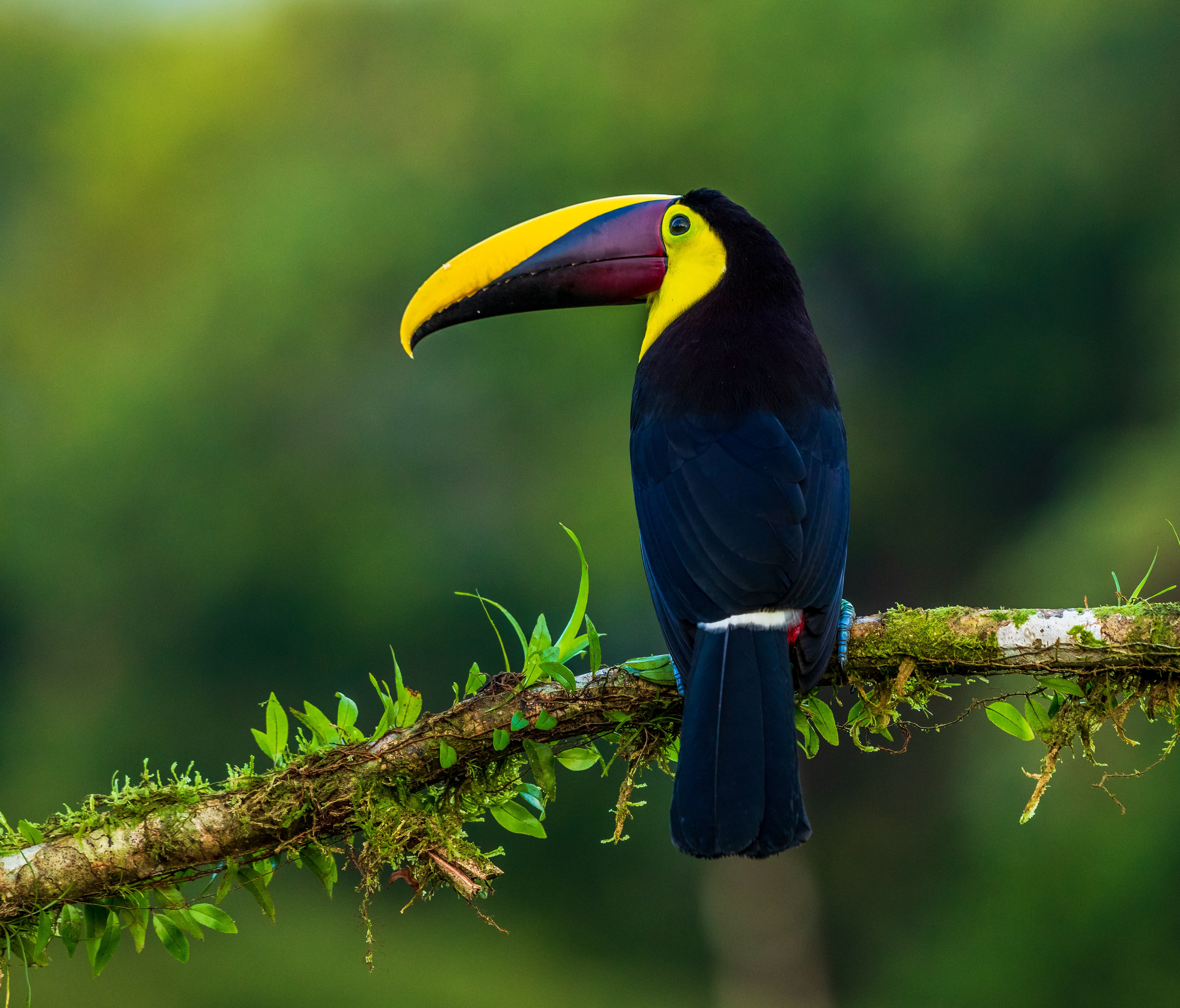 bird, toucan, animals, beak, branch, color, exotic iphone wallpaper