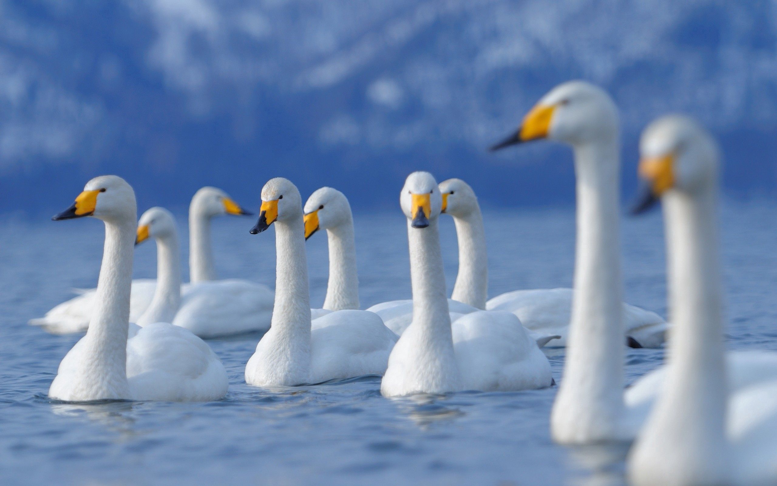 swim, animals, birds, flock, to swim, swan Free Stock Photo