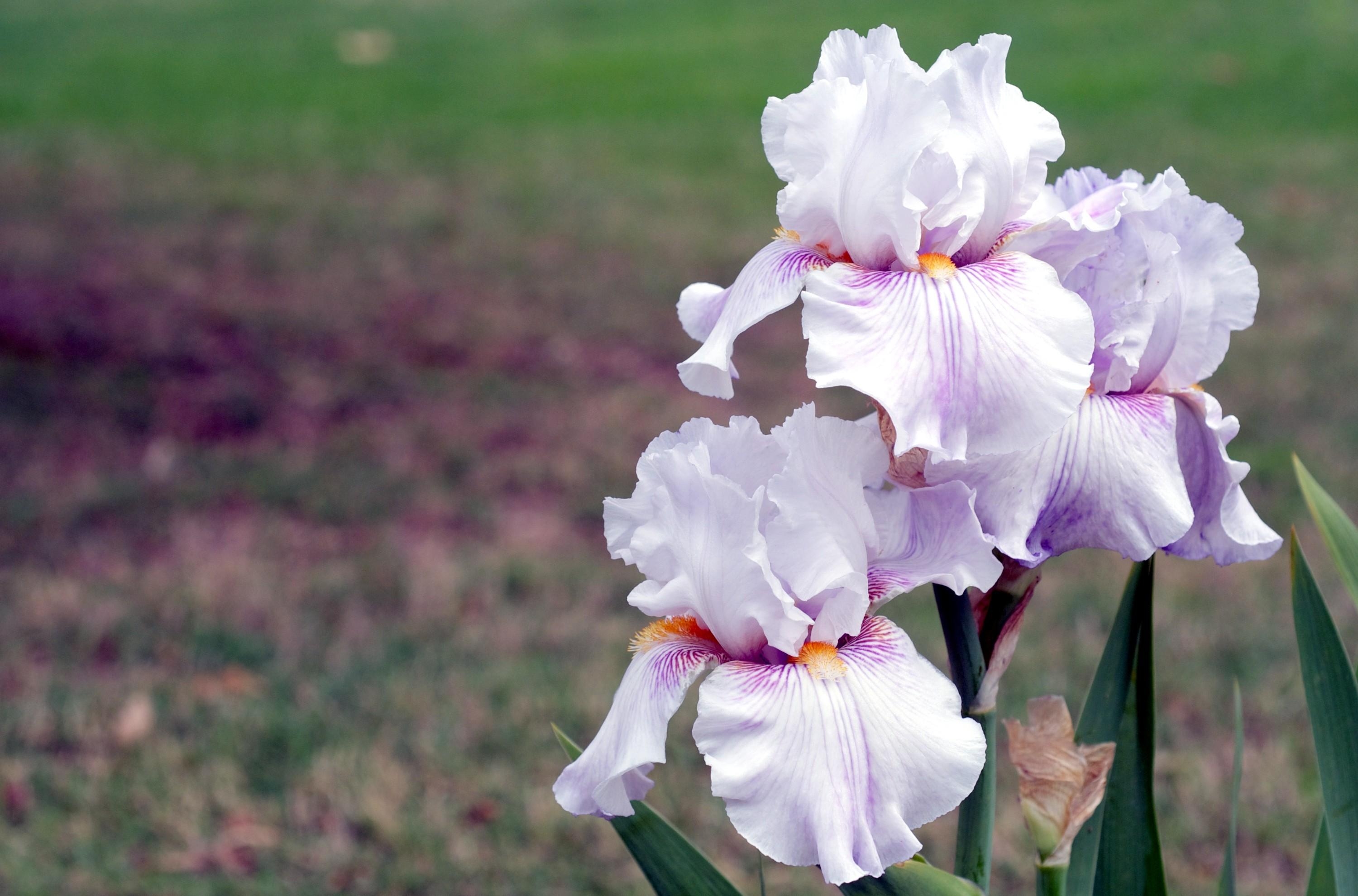 Download mobile wallpaper Irises, Close Up, Smooth, Flowers, Blur for free.