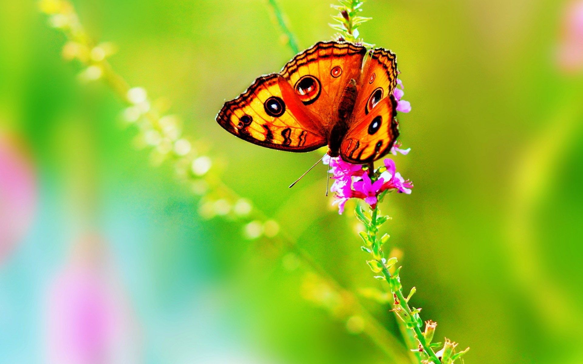 Лето бабочки