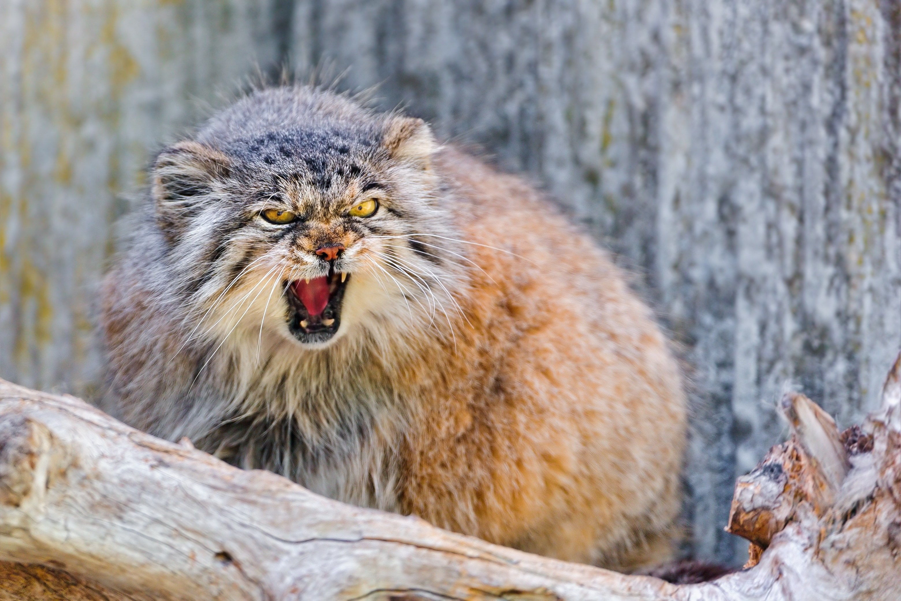 Free download wallpaper Manul, Muzzle, Aggression, Animals, Cat, Pallas' Cat on your PC desktop