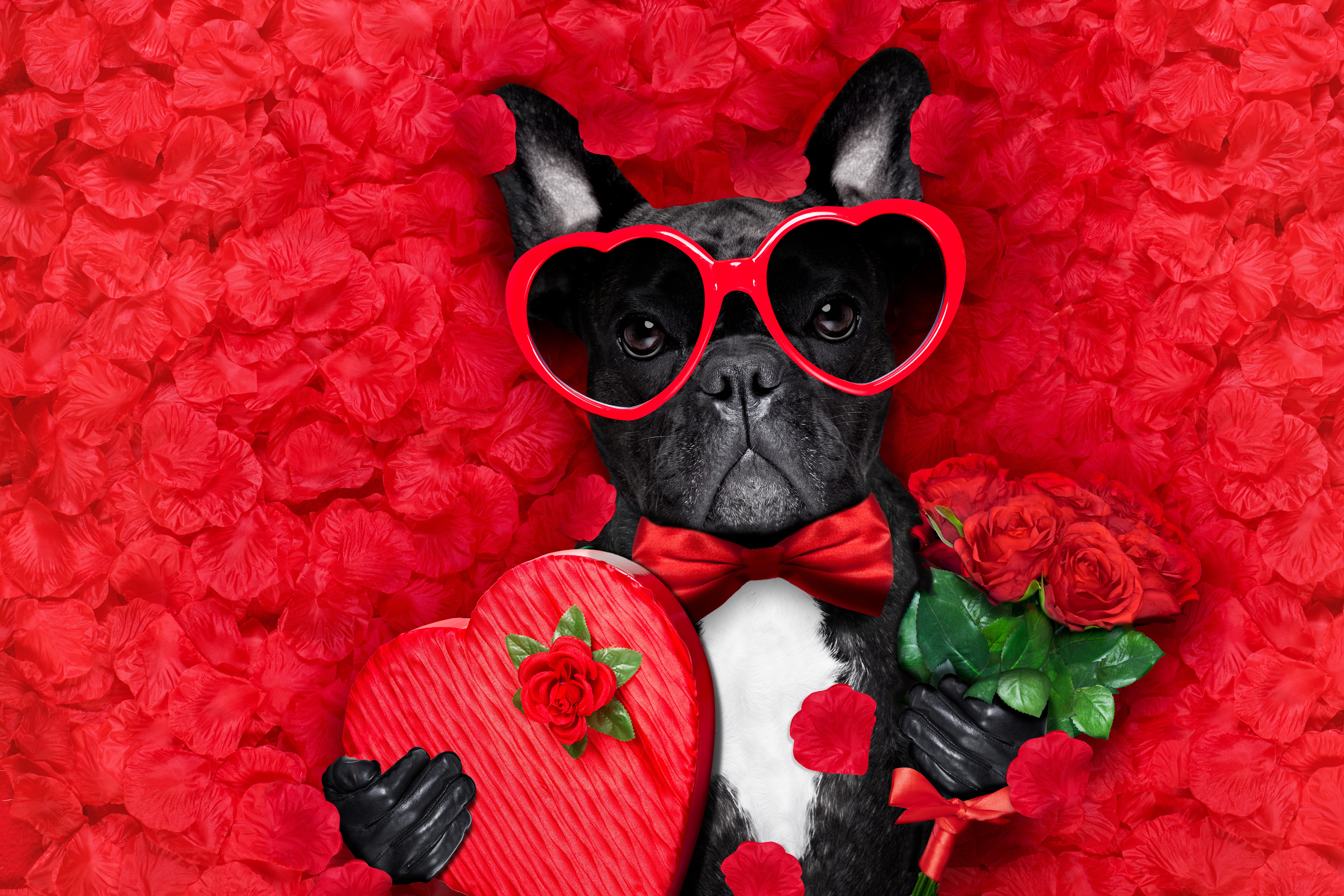 Red pets. Собака Валентайн Валентайн. Собака с розой. Собачка с сердечком. С днём рождения собачки.