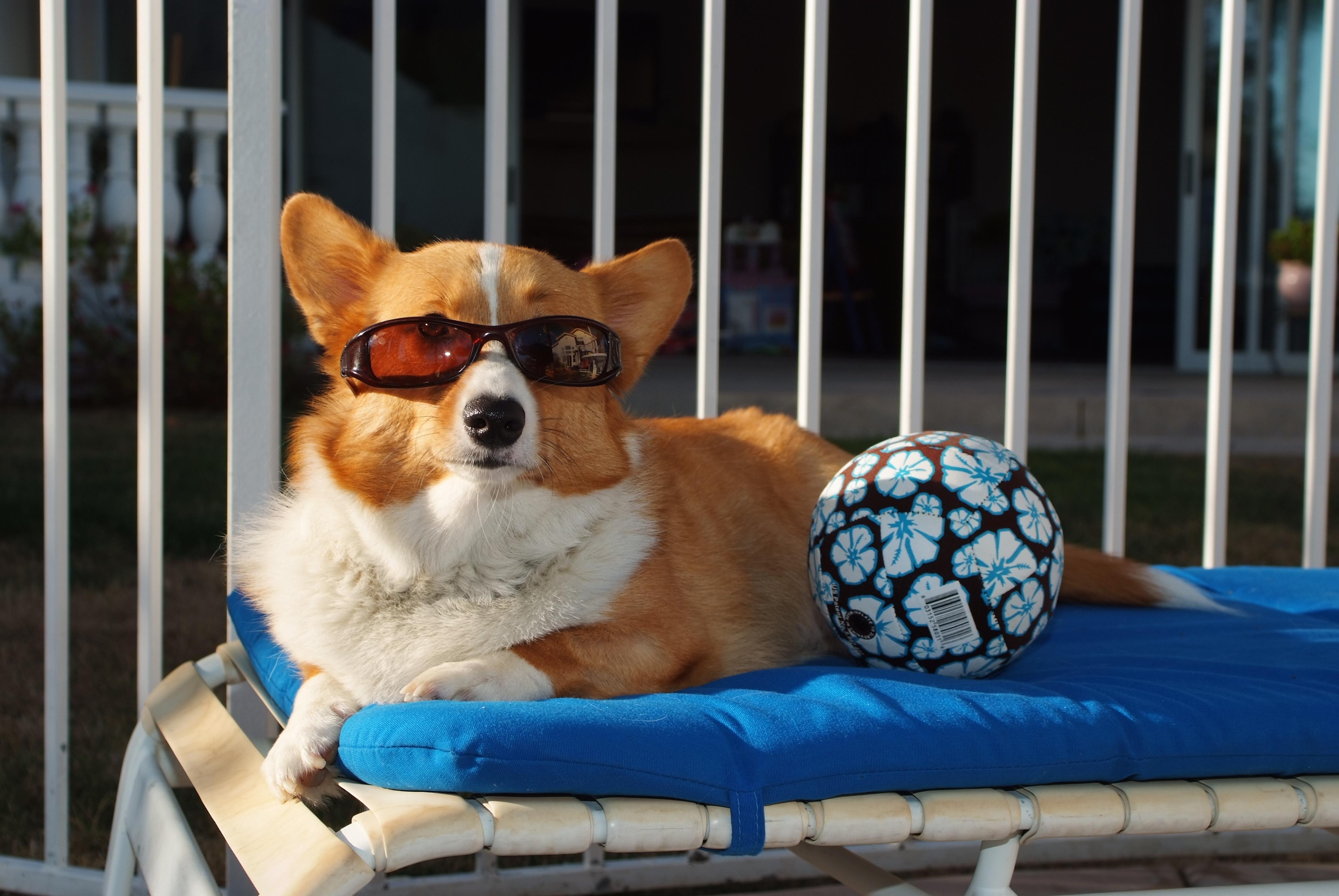 Handy-Wallpaper Sich Hinlegen, Liegen, Sonnenbrille, Sonnenbrillen, Tiere, Hund, Ball, Strand kostenlos herunterladen.