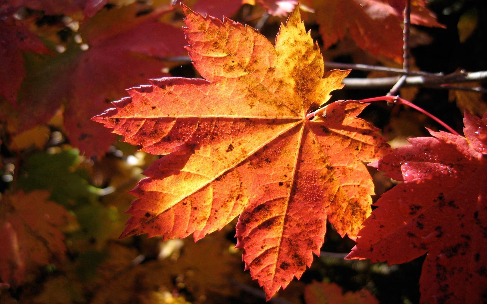 Download mobile wallpaper Sheet, Dry, Macro, Leaf, Maple, Autumn for free.