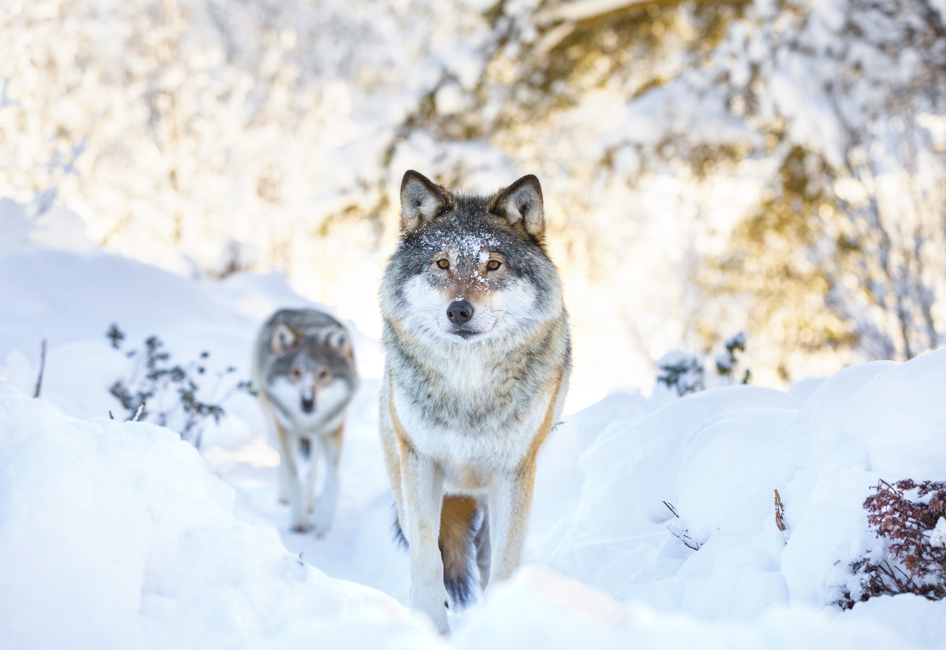 Волк зимой в лесу в России