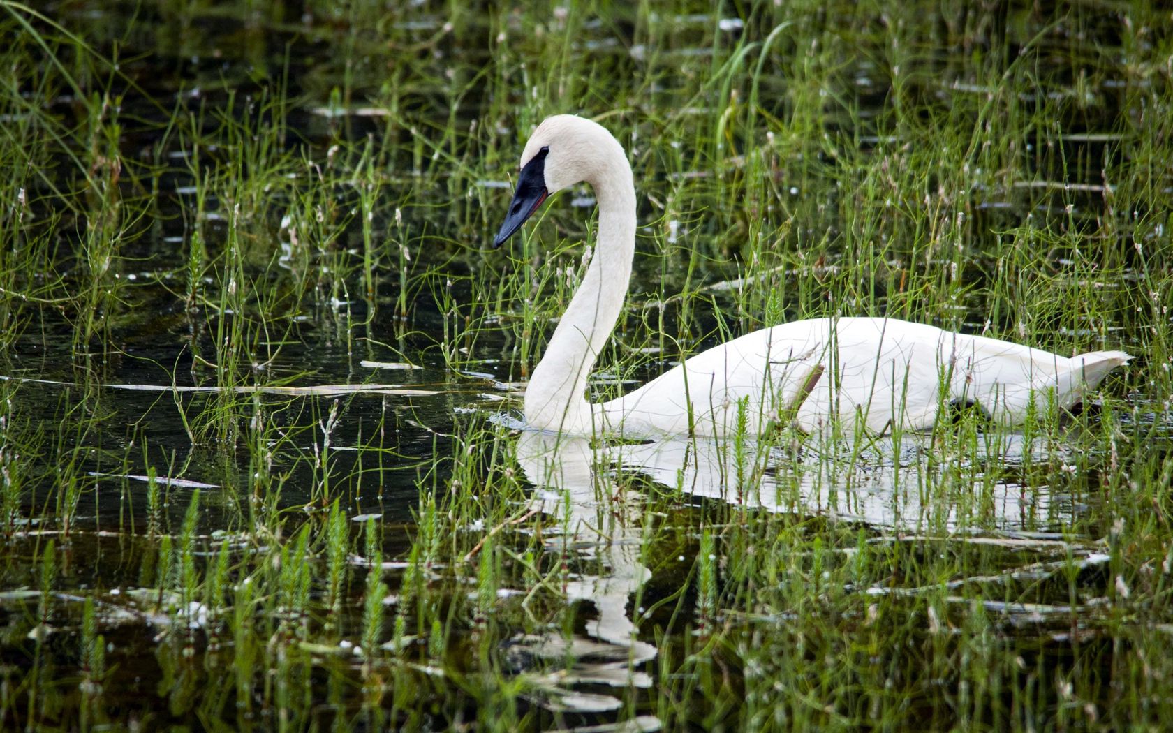 animals, water, white, beak, swan, pond, basin HD wallpaper