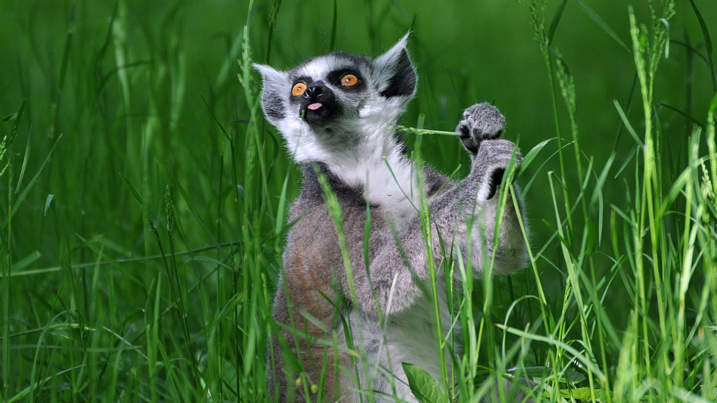 Лемур кошачий\ Ring-tailed Lemur