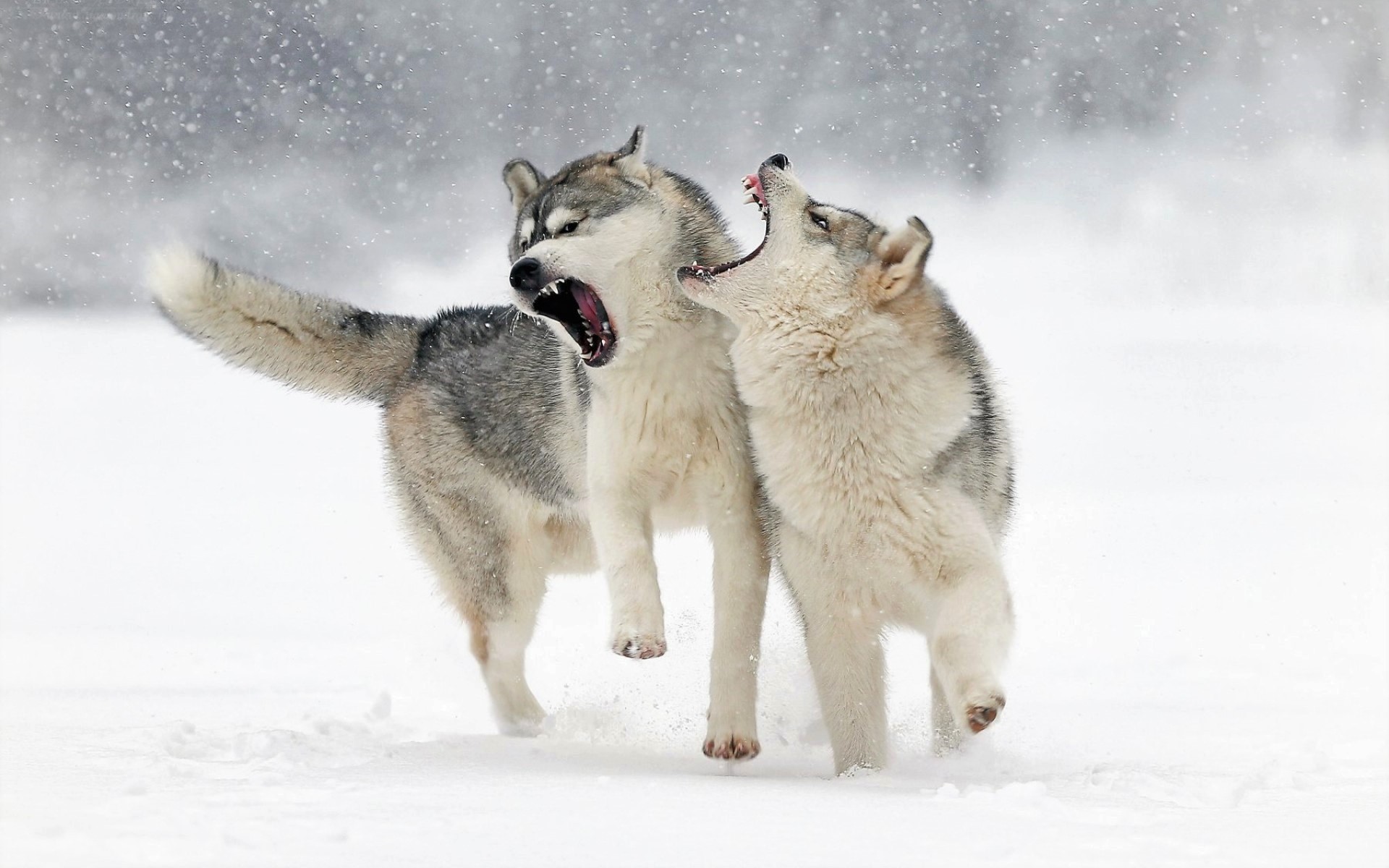 427330 скачать обои серый волк, волк, зима, животные, снег, снегопад, волки - заставки и картинки бесплатно