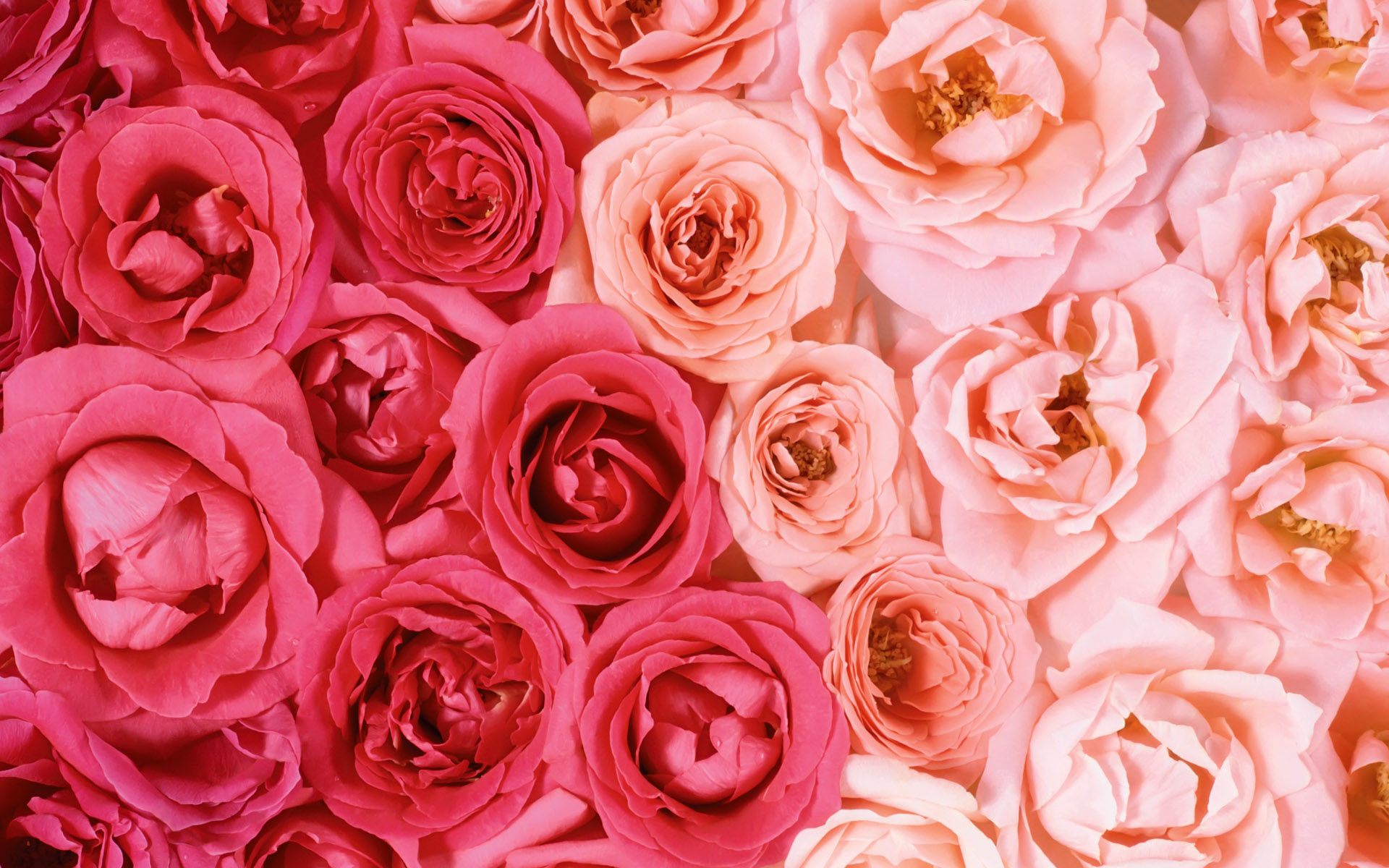 Обои розочки. Розовые цветы. Цветочный фон. Розовые розы. Розы фон.