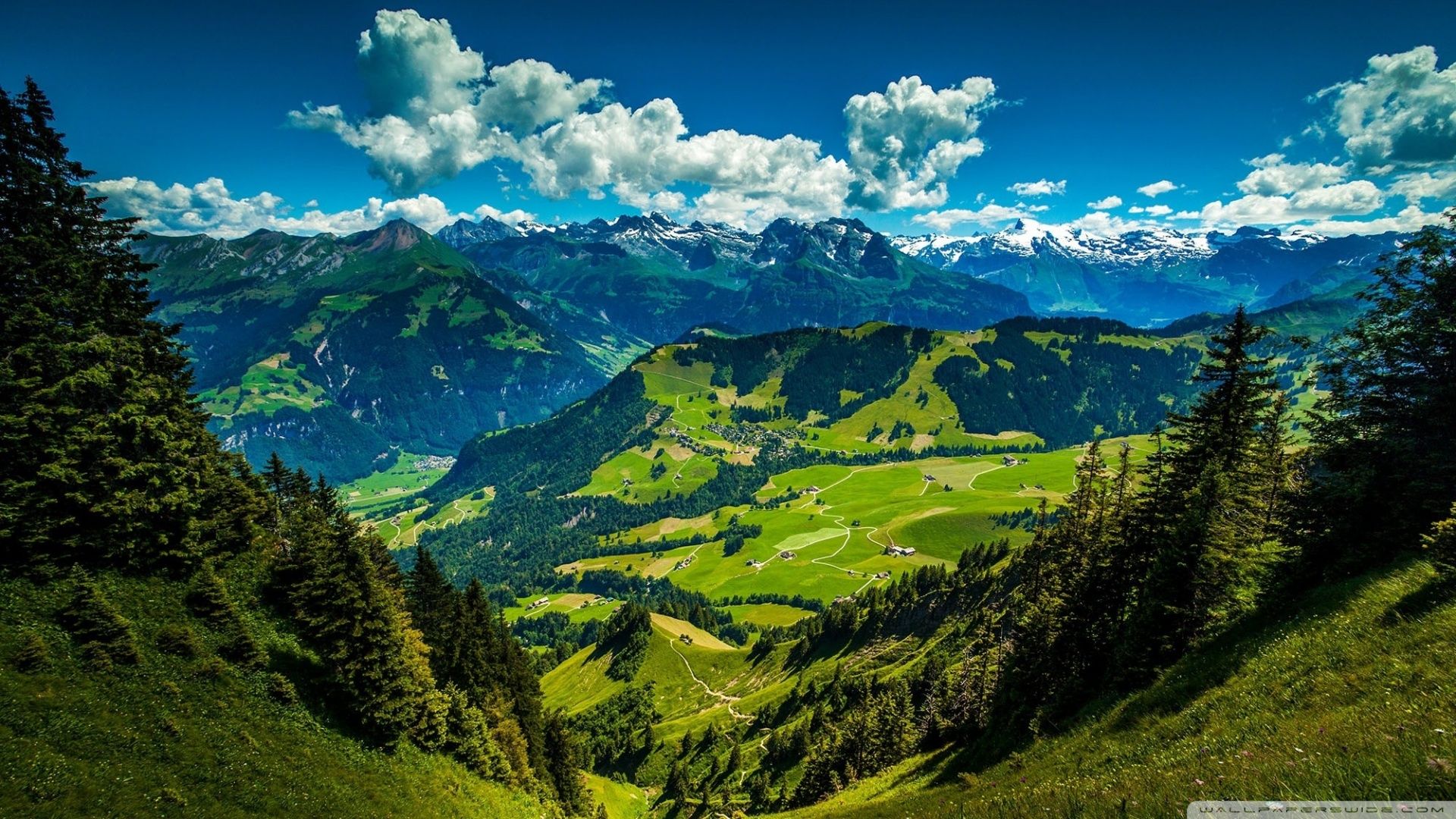 Швейцария Альпы лес