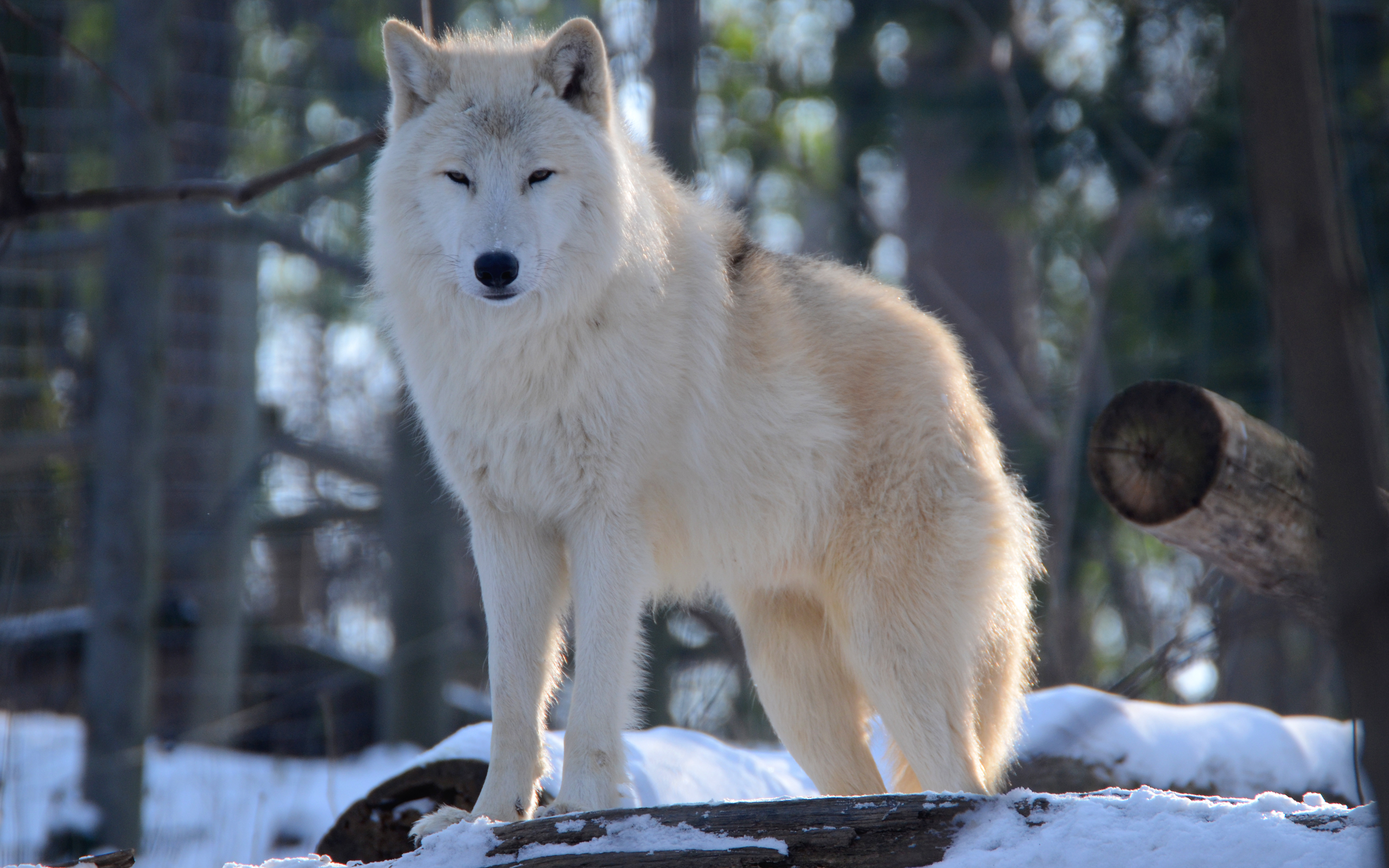 Волк Северный красивый