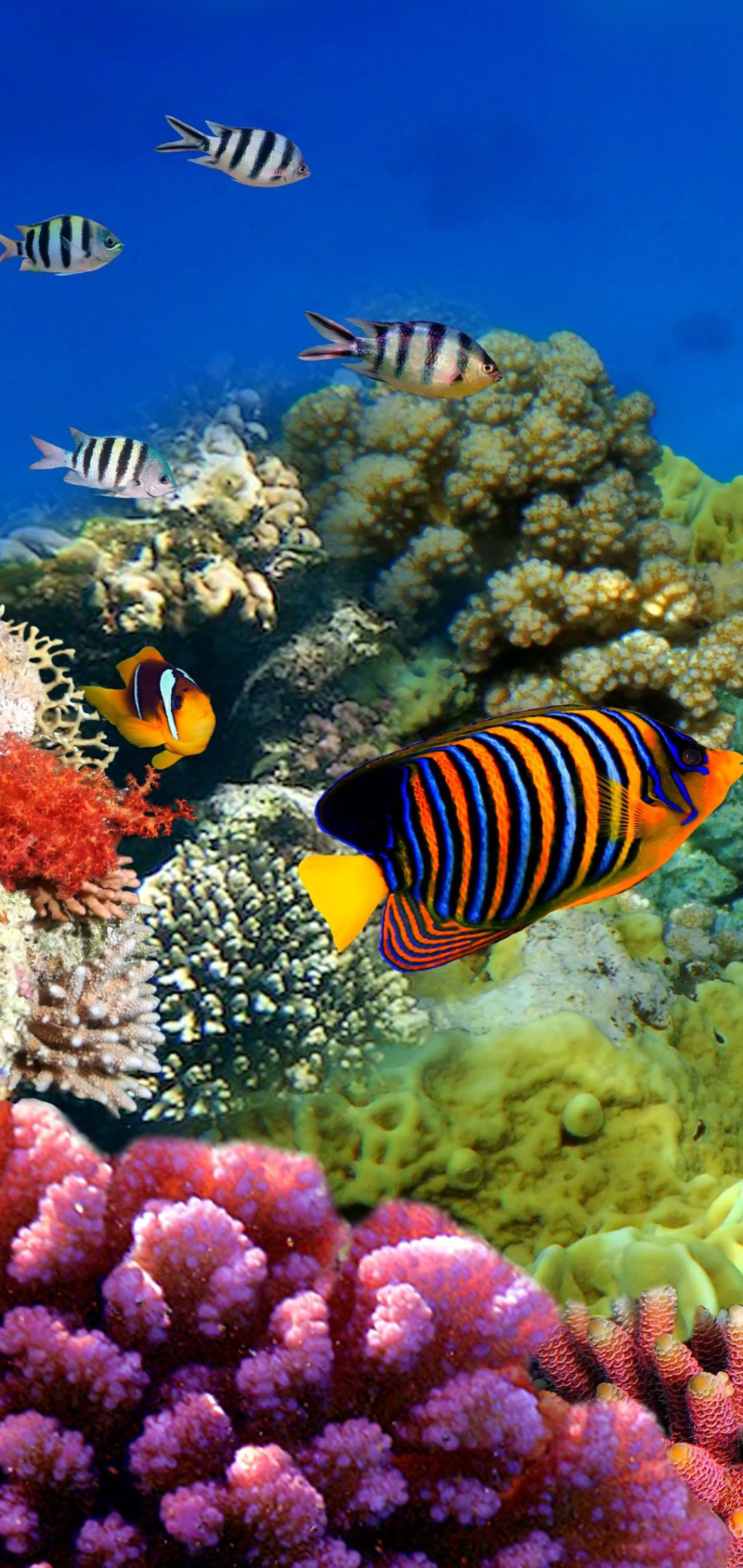 1164332 baixar papel de parede animais, peixe, cores, coral, corais, grande barreira de coral, embaixo da agua, peixes - protetores de tela e imagens gratuitamente